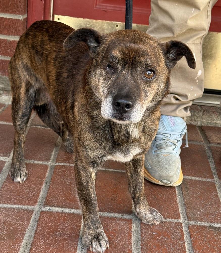 Hugo, an adopted mixed breed in Minneapolis, MN image 5/6