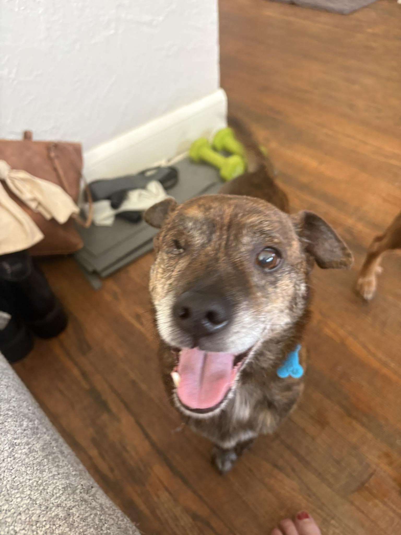 Hugo, Adoptable, Senior Male Terrier & Mixed Breed.
