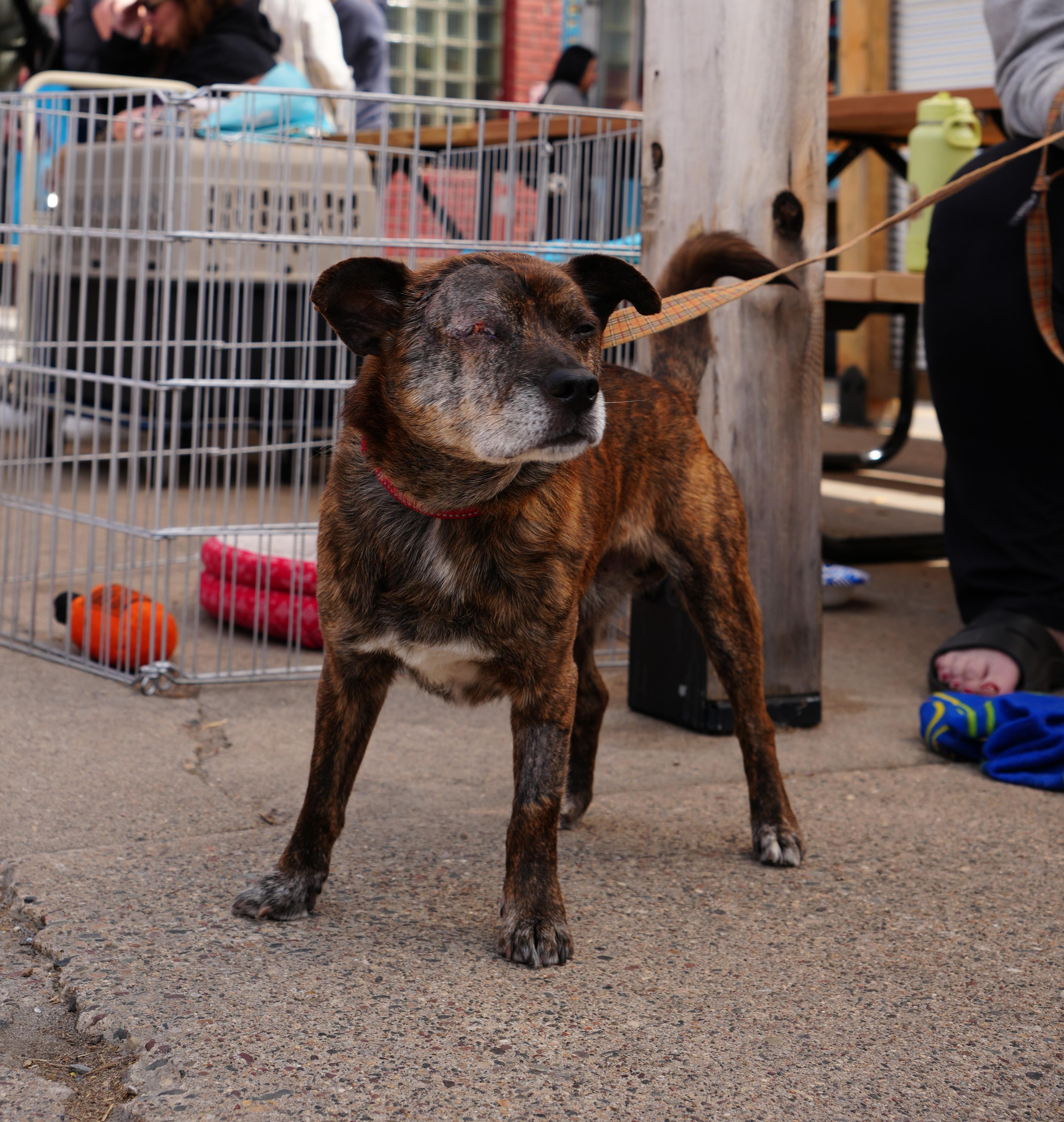 Hugo, an adopted mixed breed in Minneapolis, MN image 4/6