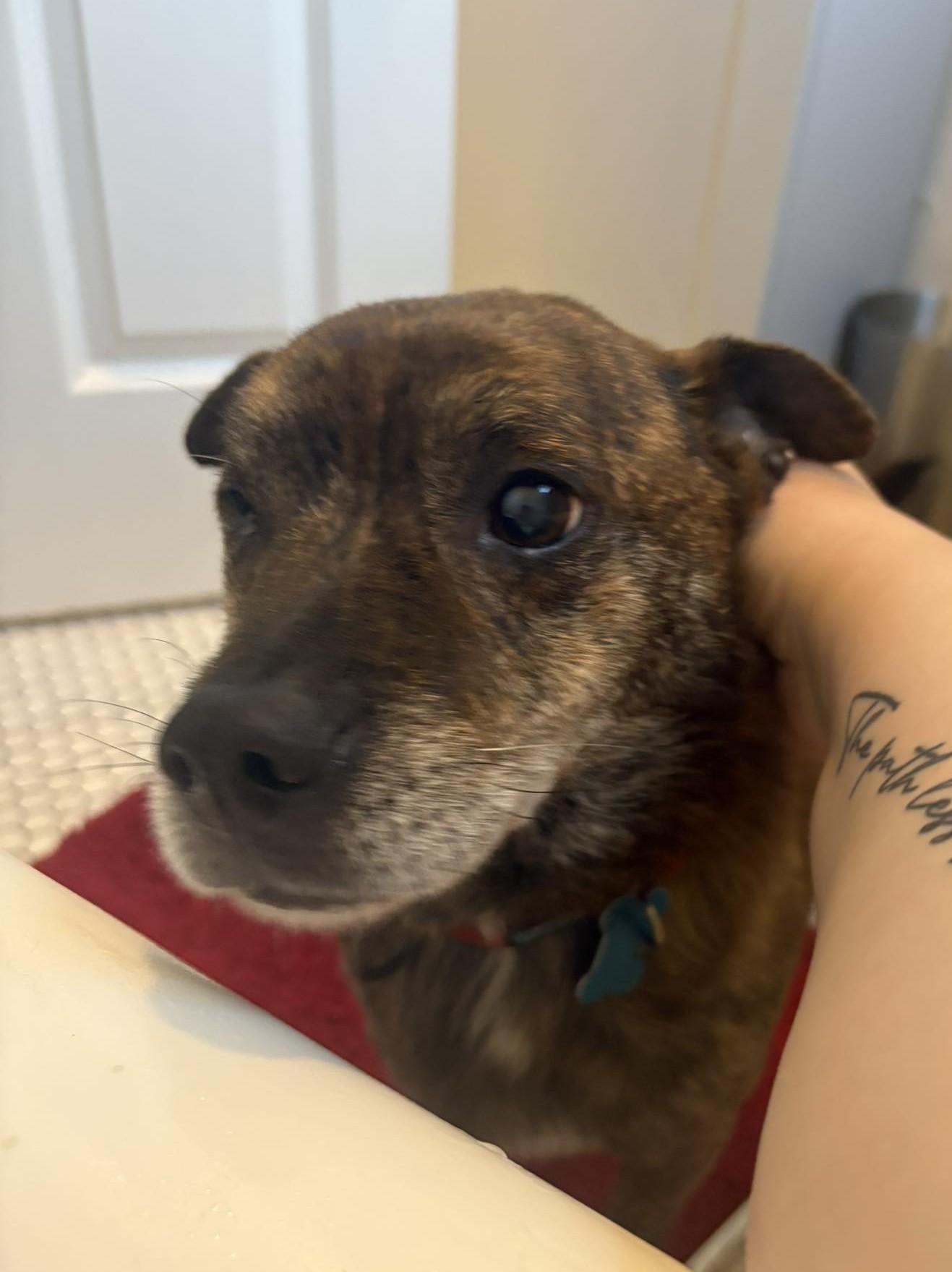 Enlarge Hugo, a Adoptable mixed breed in Minneapolis, MN image 2/4