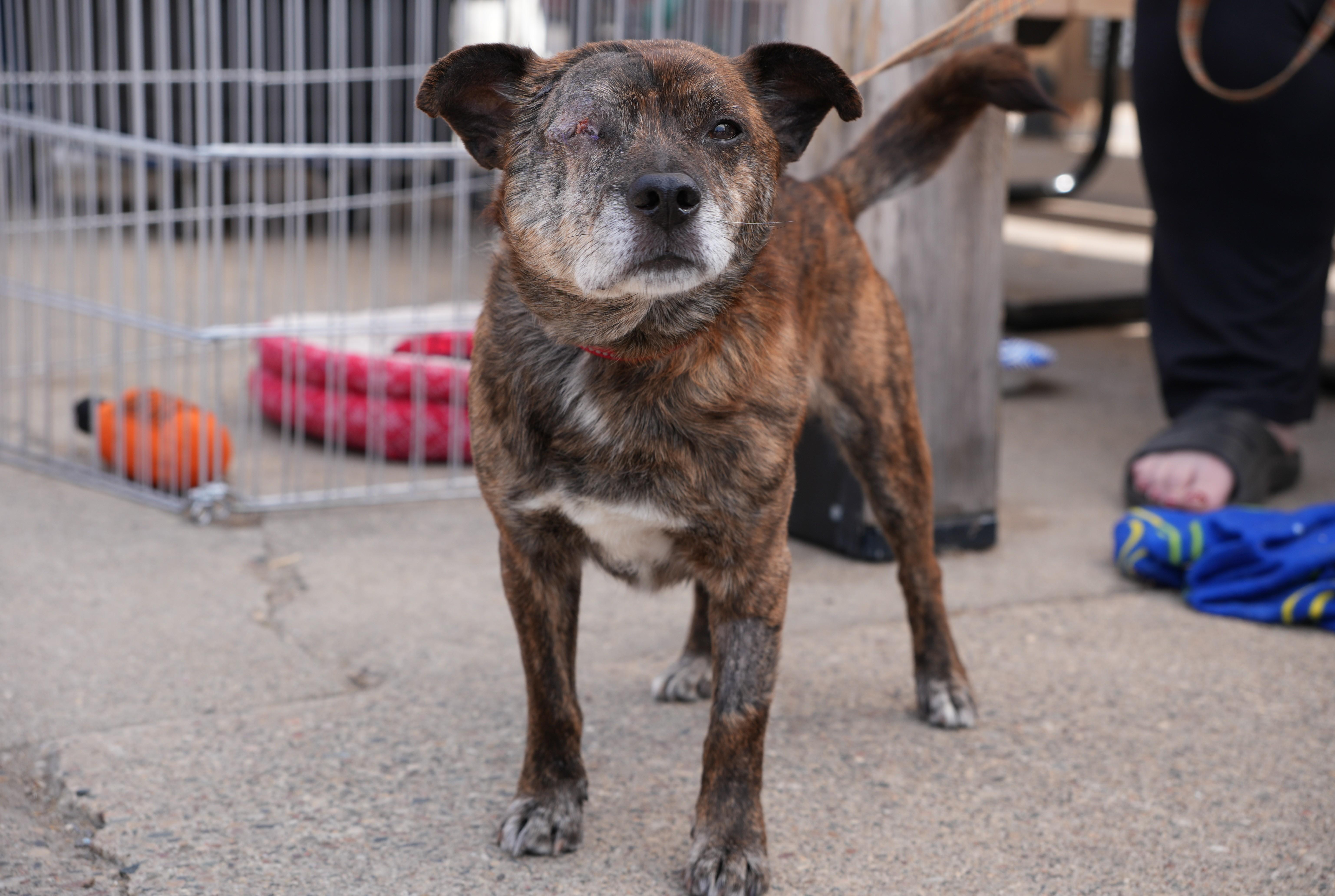 Hugo, an adopted mixed breed in Minneapolis, MN image 2/6