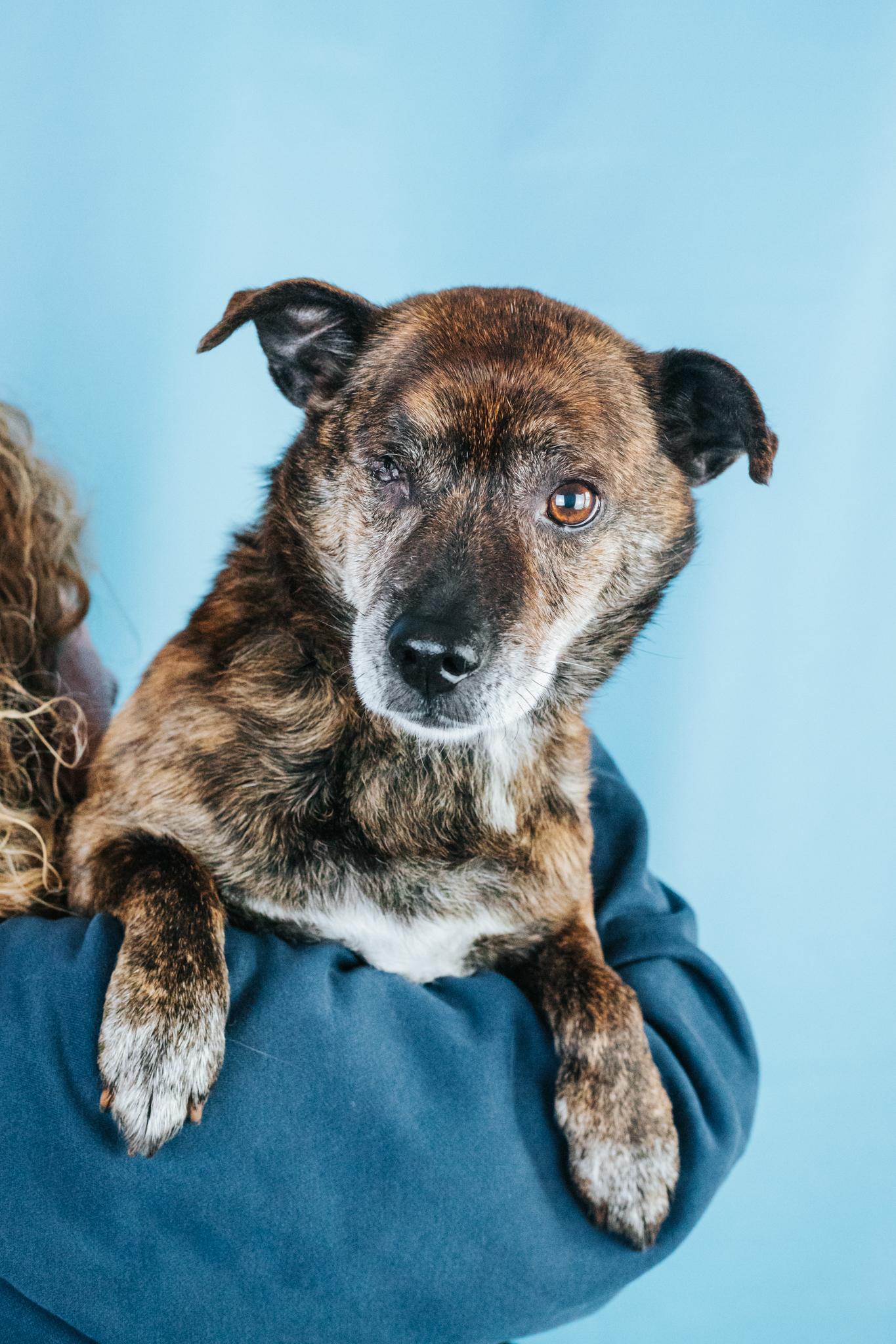 Enlarge Hugo, a Adoptable mixed breed in Minneapolis, MN image 4/4