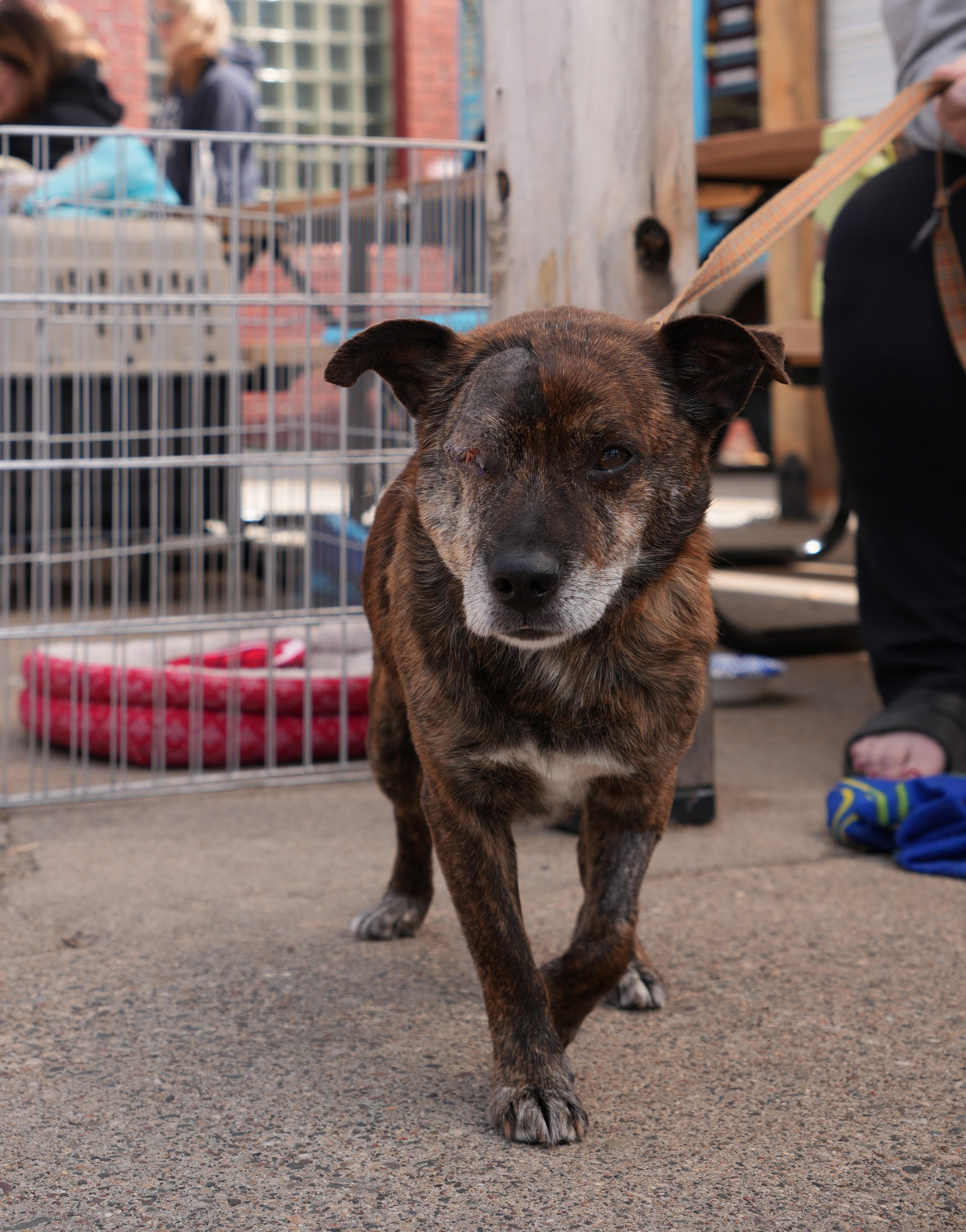 Hugo, an adopted mixed breed in Minneapolis, MN image 3/6