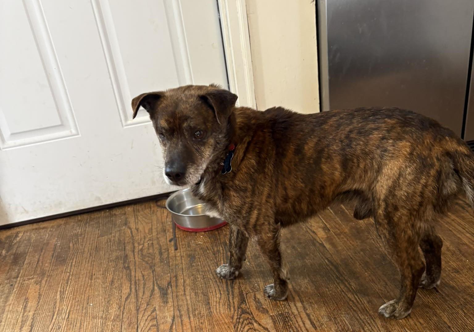 Enlarge Hugo, a Adoptable mixed breed in Minneapolis, MN image 3/4