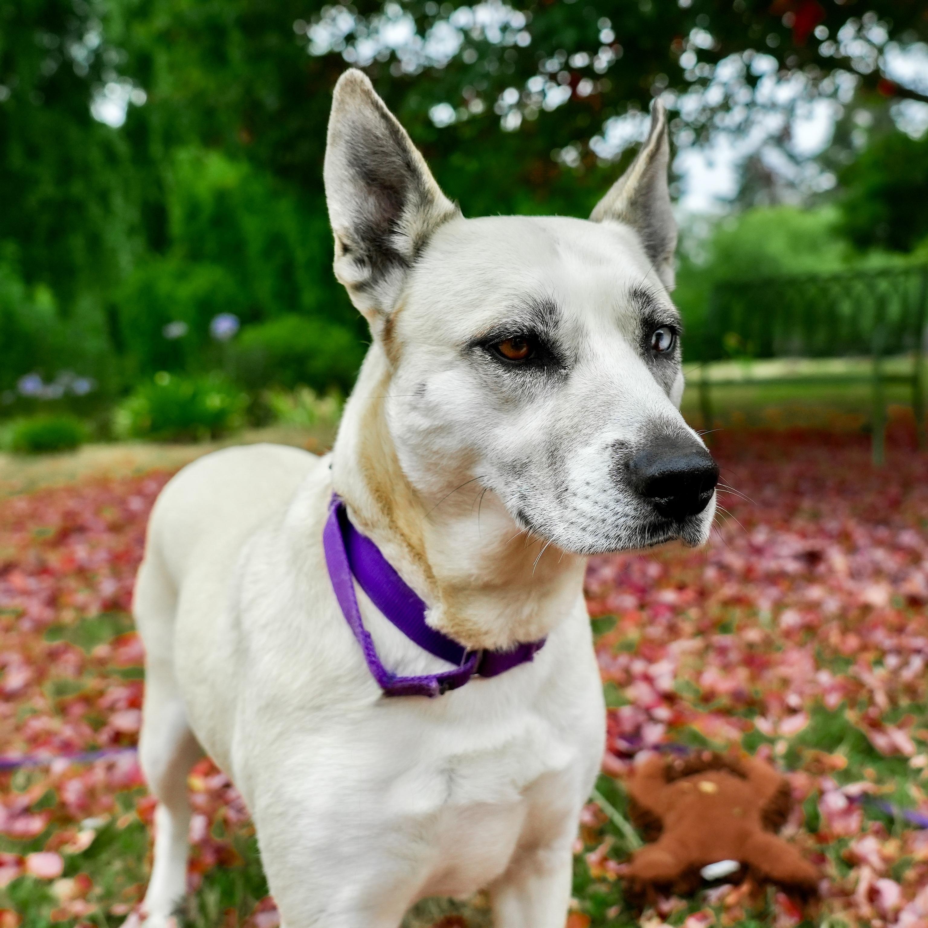 Enlarge Zephyr, a Adoptable mixed breed in Petaluma, CA image 1/9