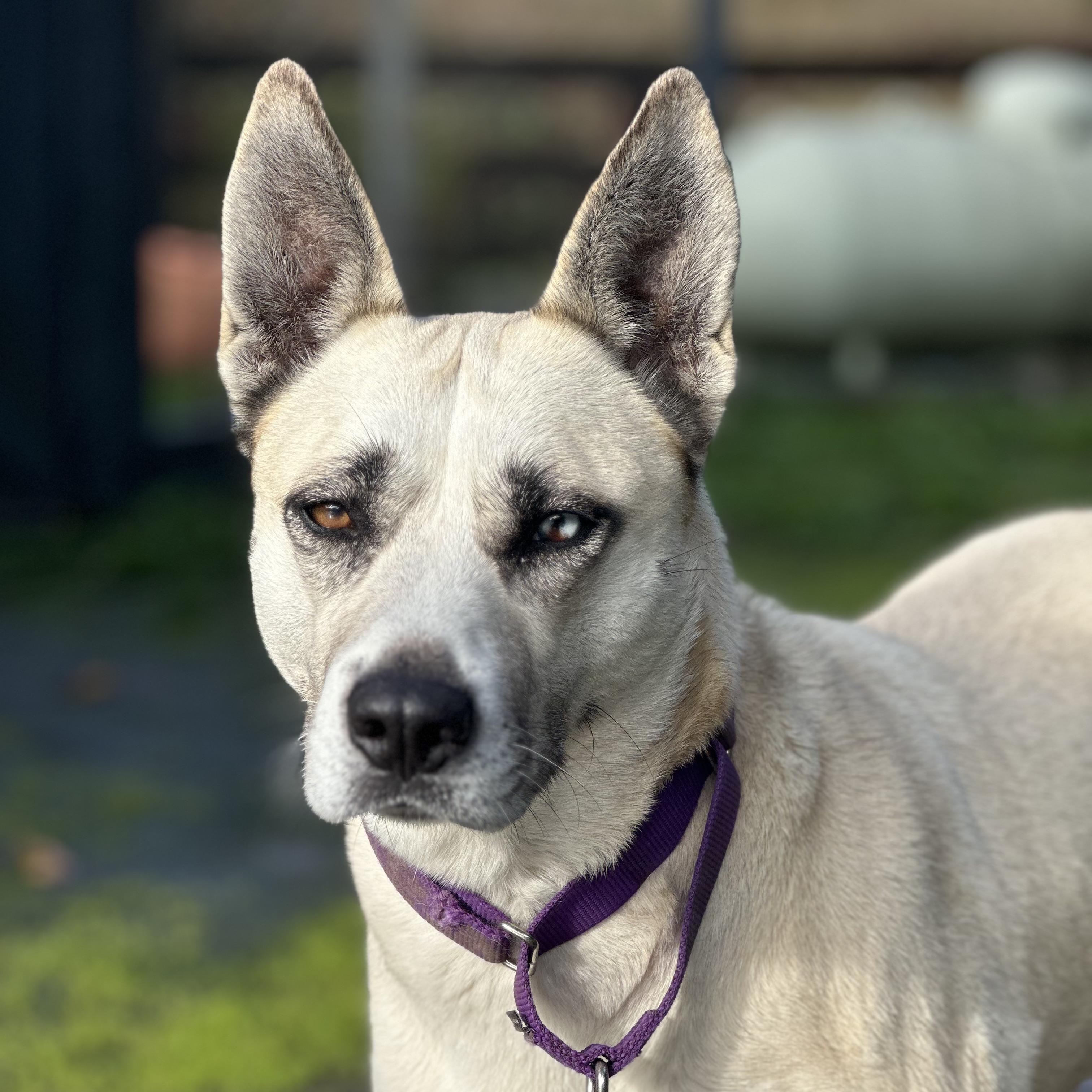 Zephyr
