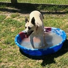 Enlarge Zephyr, a Adoptable mixed breed in Petaluma, CA image 9/9