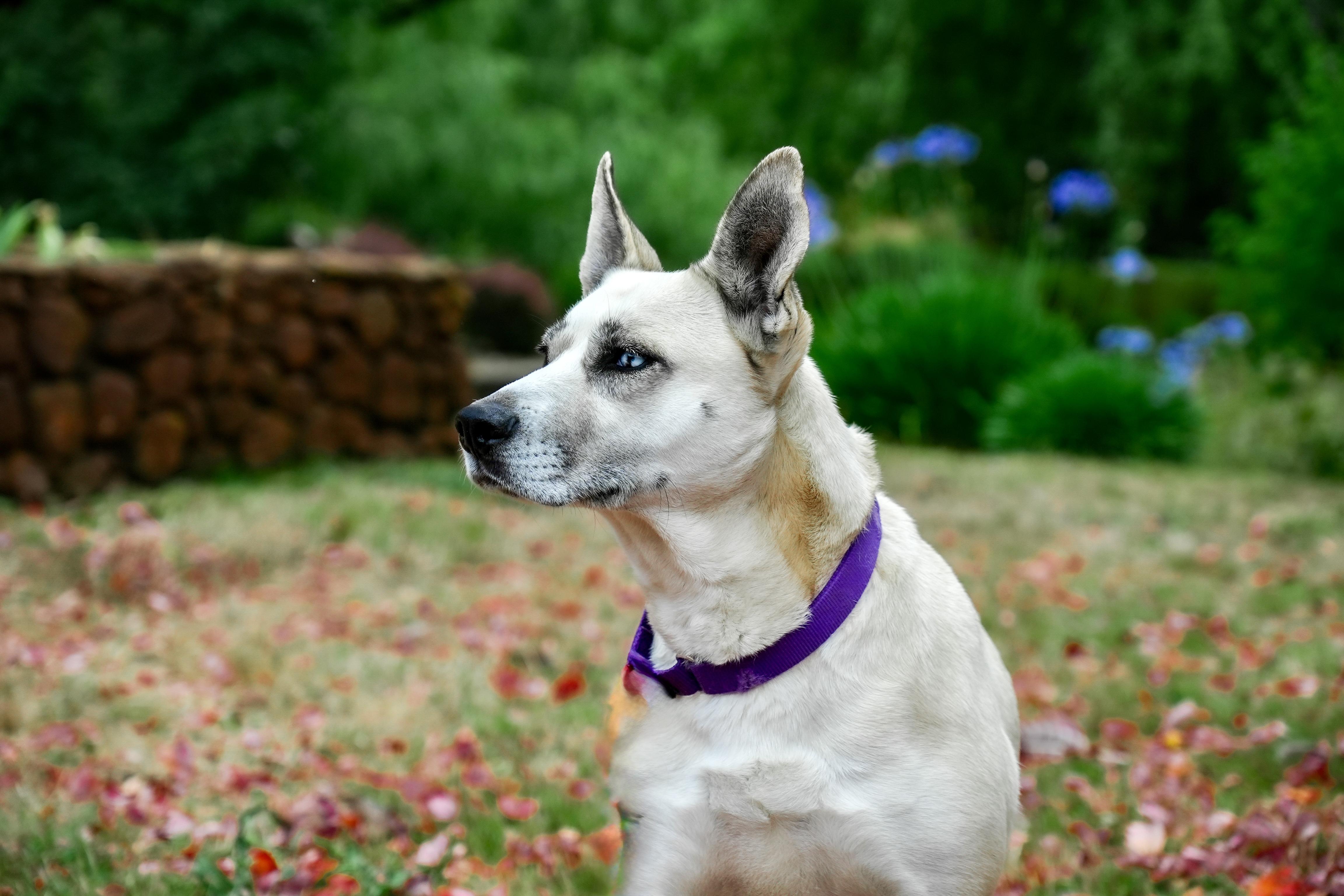 Enlarge Zephyr, a Adoptable mixed breed in Petaluma, CA image 3/9