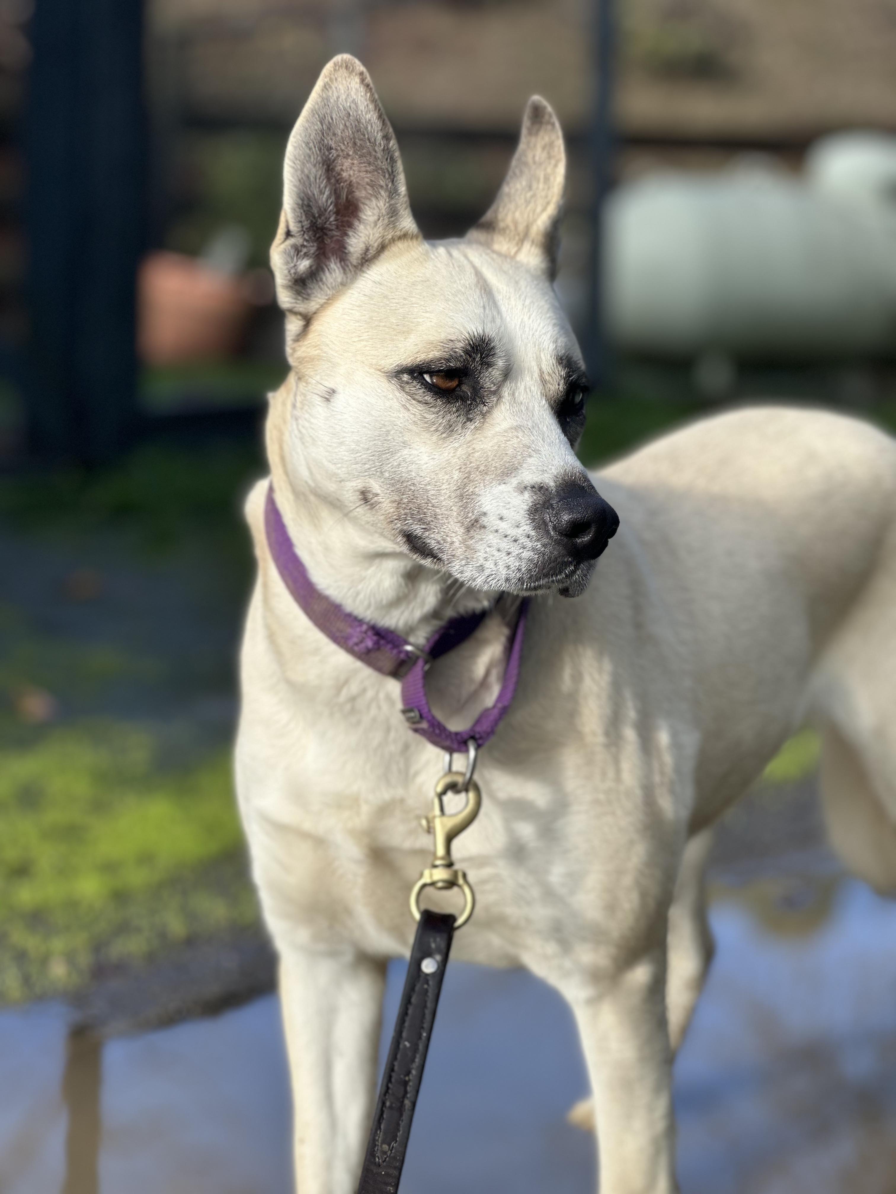 Enlarge Zephyr, a Adoptable mixed breed in Petaluma, CA image 8/9