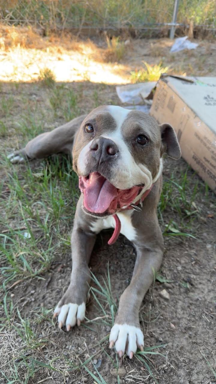 Maple, Adoptable, Adult Female Pit Bull Terrier.