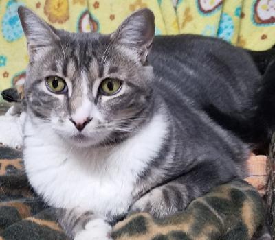 Bindi (Courtesy Post), a Adoptable Tabby in San Jose, CA image 2/3