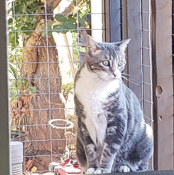 Bindi (Courtesy Post), a Adoptable Tabby in San Jose, CA image 3/3