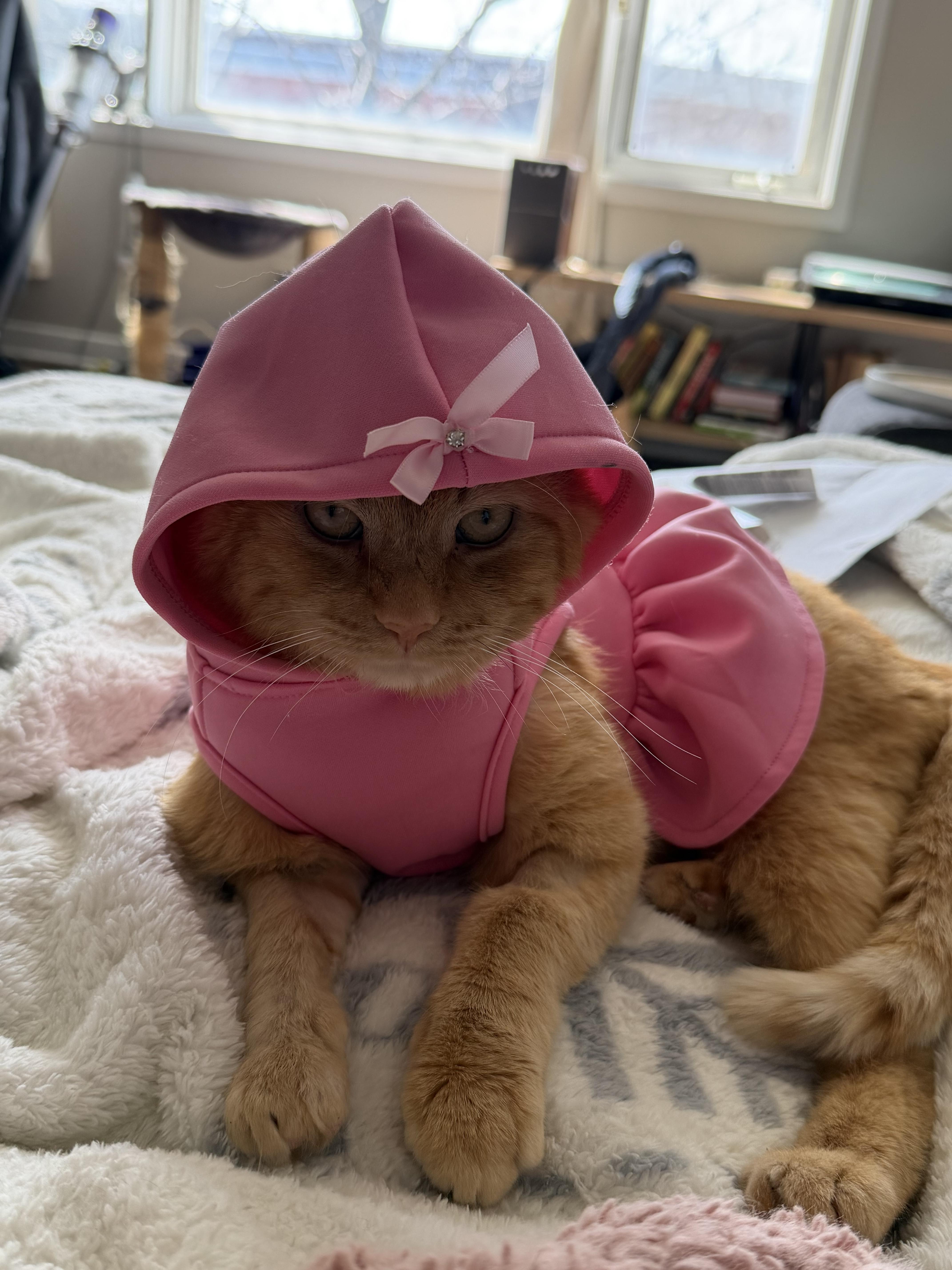 Enlarge Don PURRLEONE, a ADOPTABLE Domestic Short Hair in Chicago, IL image 2/5
