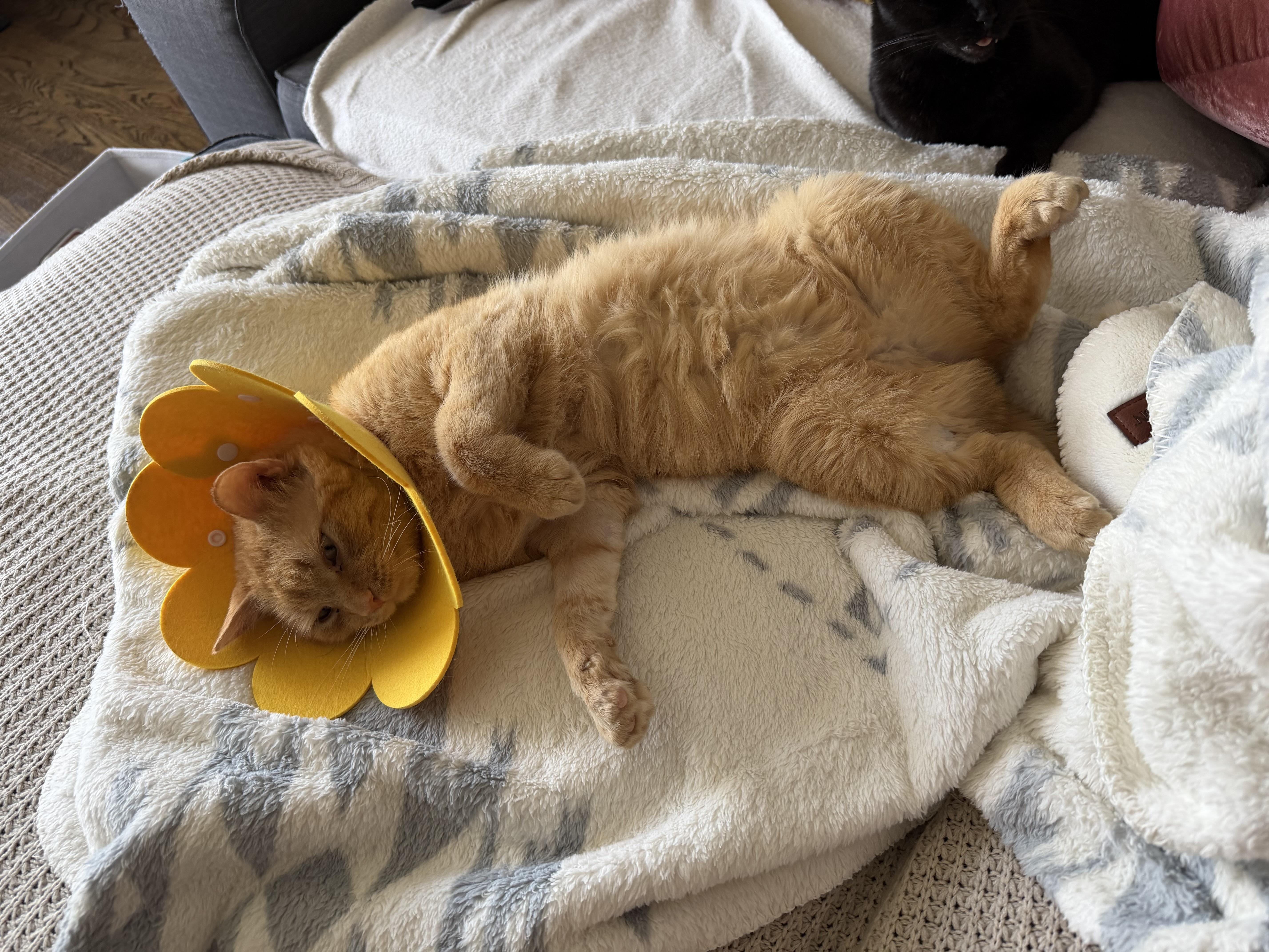 Enlarge Don PURRLEONE, a ADOPTABLE Domestic Short Hair in Chicago, IL image 1/5