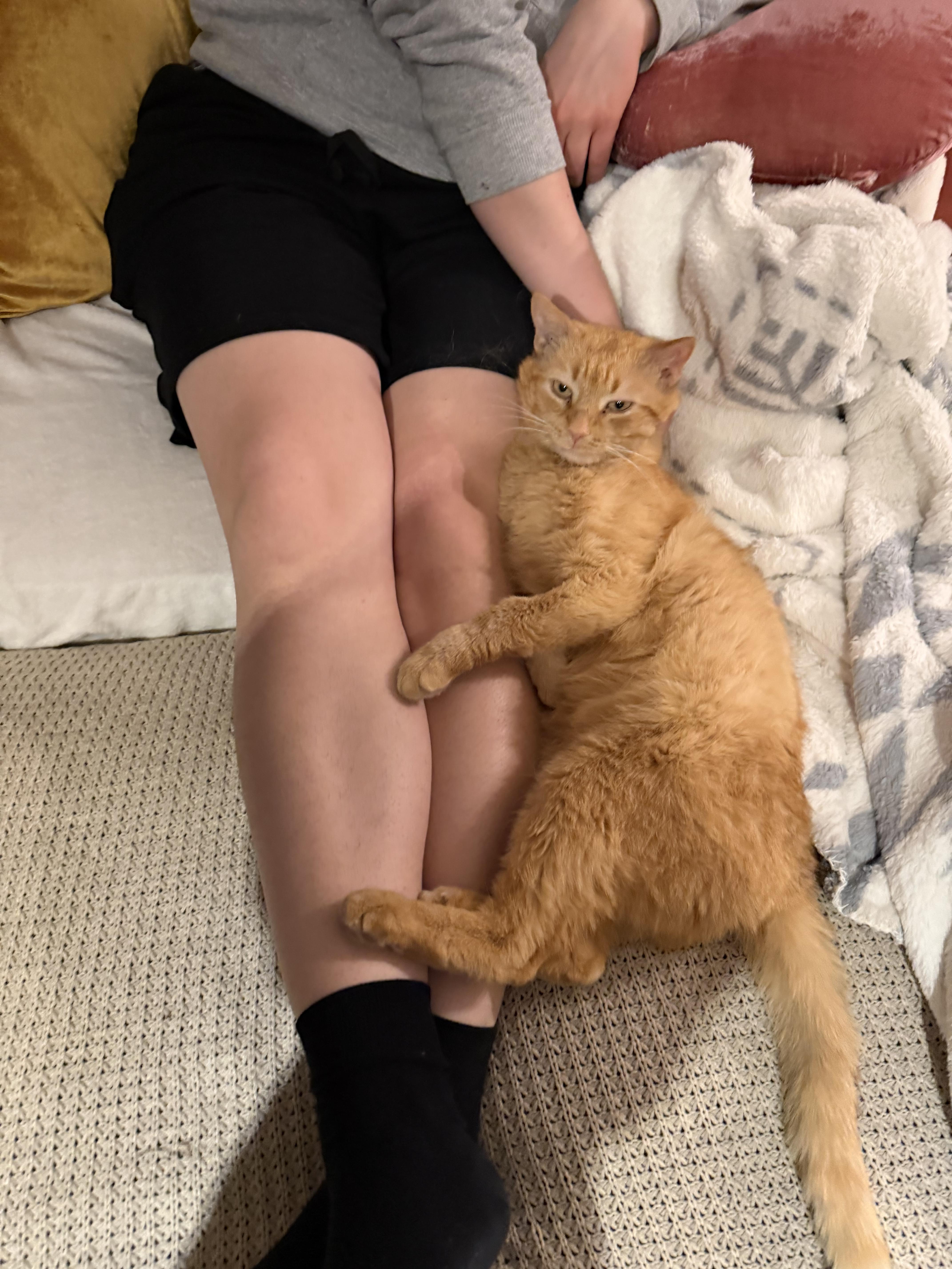 Enlarge Don PURRLEONE, a ADOPTABLE Domestic Short Hair in Chicago, IL image 3/5