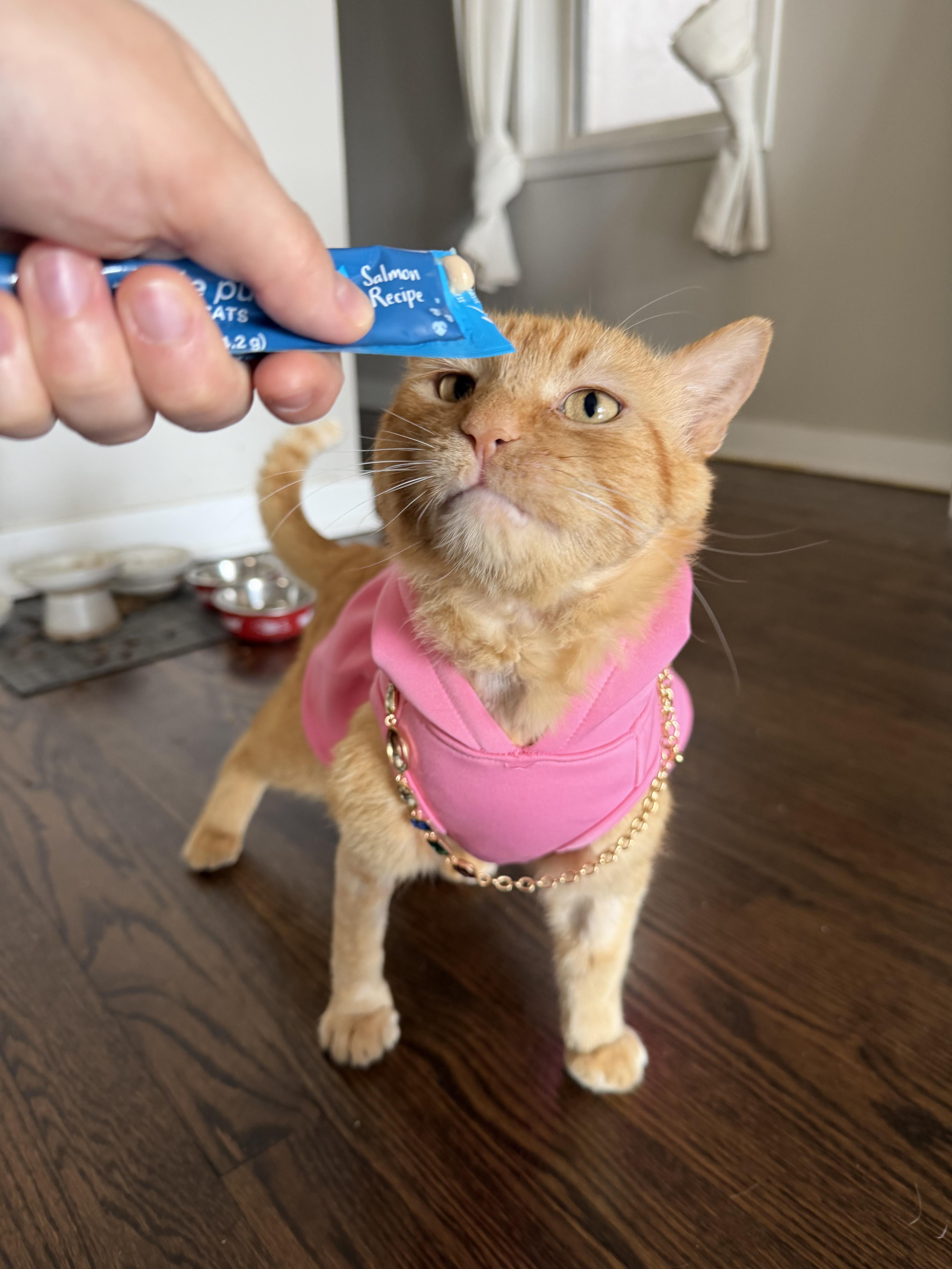 Enlarge Don PURRLEONE, a ADOPTABLE Domestic Short Hair in Chicago, IL image 5/5