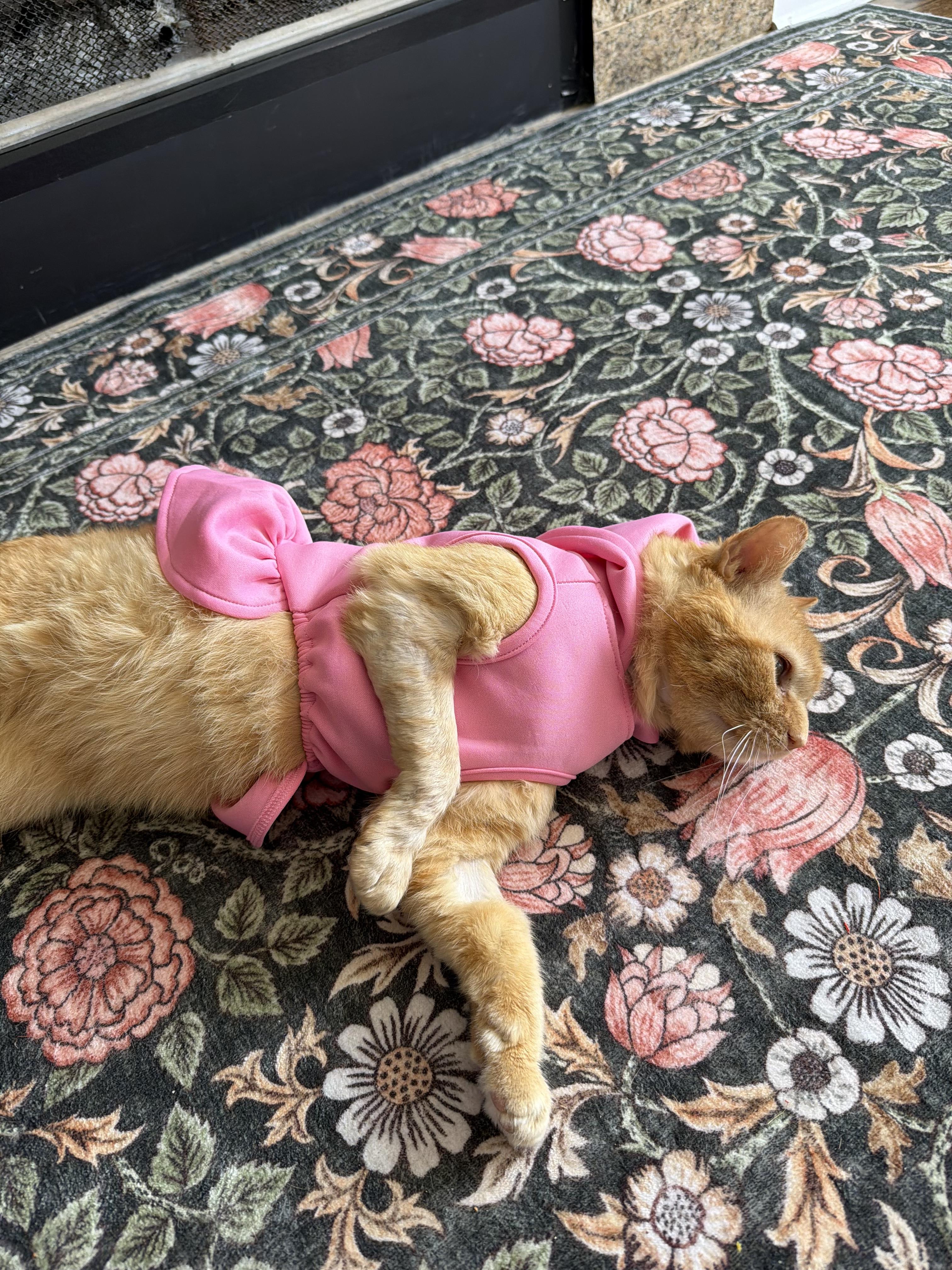 Enlarge Don PURRLEONE, a ADOPTABLE Domestic Short Hair in Chicago, IL image 4/5
