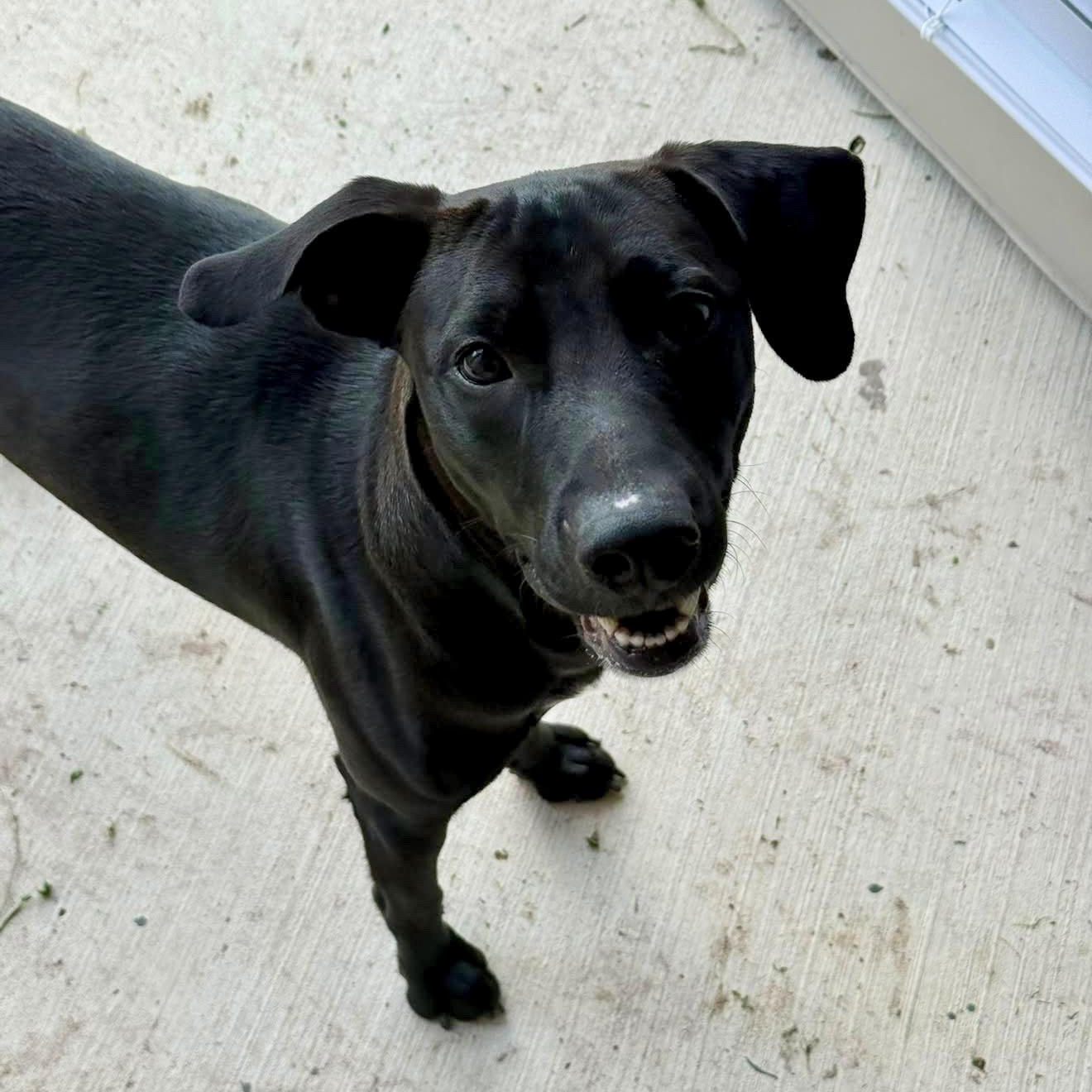 Enlarge Magnus, a Adoptable mixed breed in Eau Claire, WI image 2/6