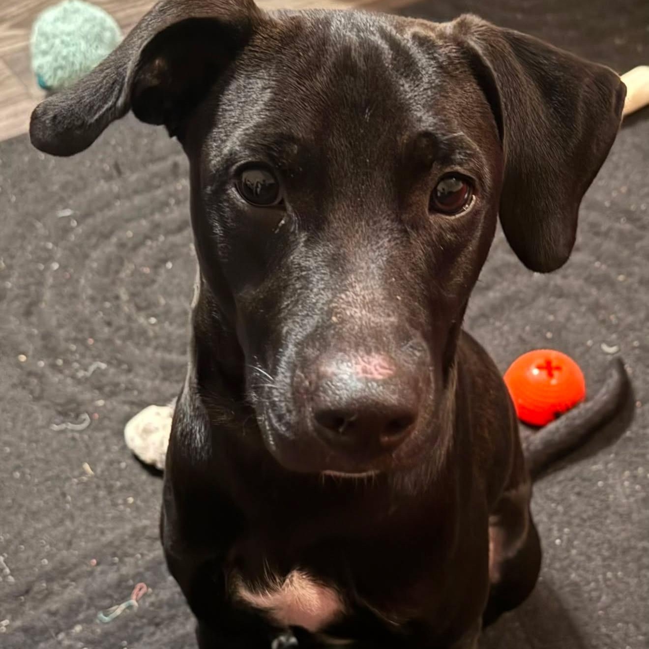 Enlarge Magnus, a Adoptable mixed breed in Eau Claire, WI image 5/6