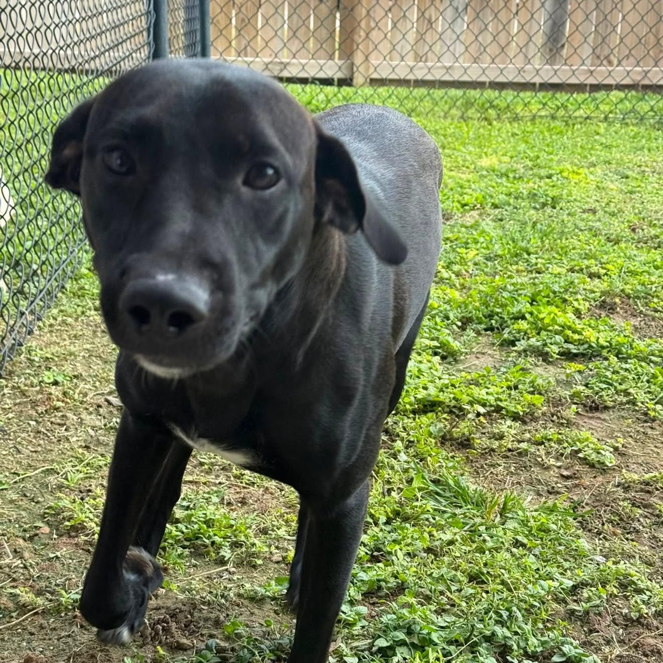 Enlarge Magnus, a Adoptable mixed breed in Eau Claire, WI image 3/6
