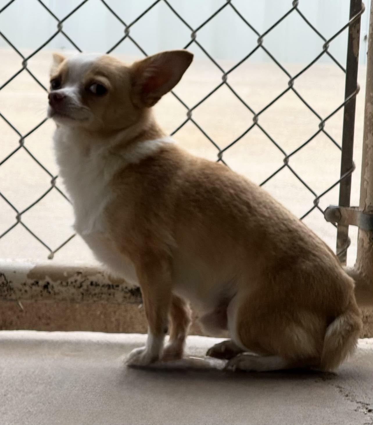 Chubby John, ADOPTABLE, Young Male Chihuahua.