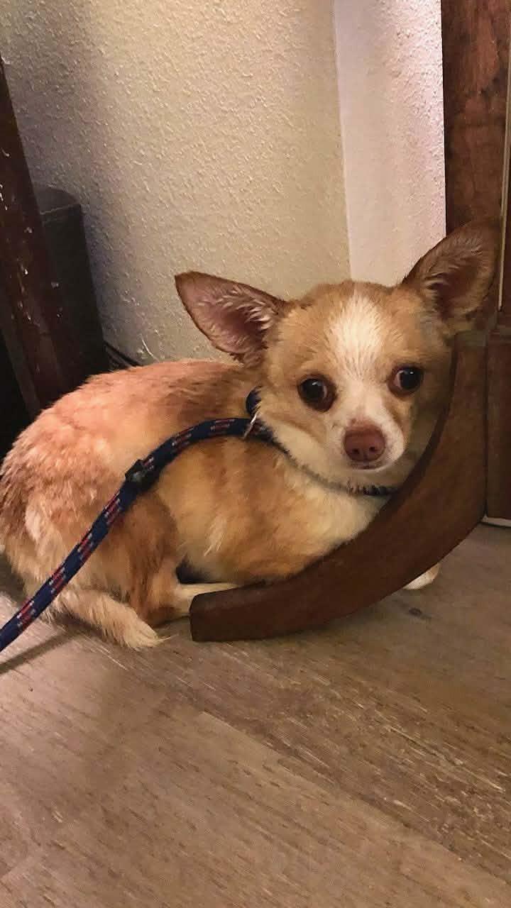 Chubby John, ADOPTABLE, Young Male Chihuahua.