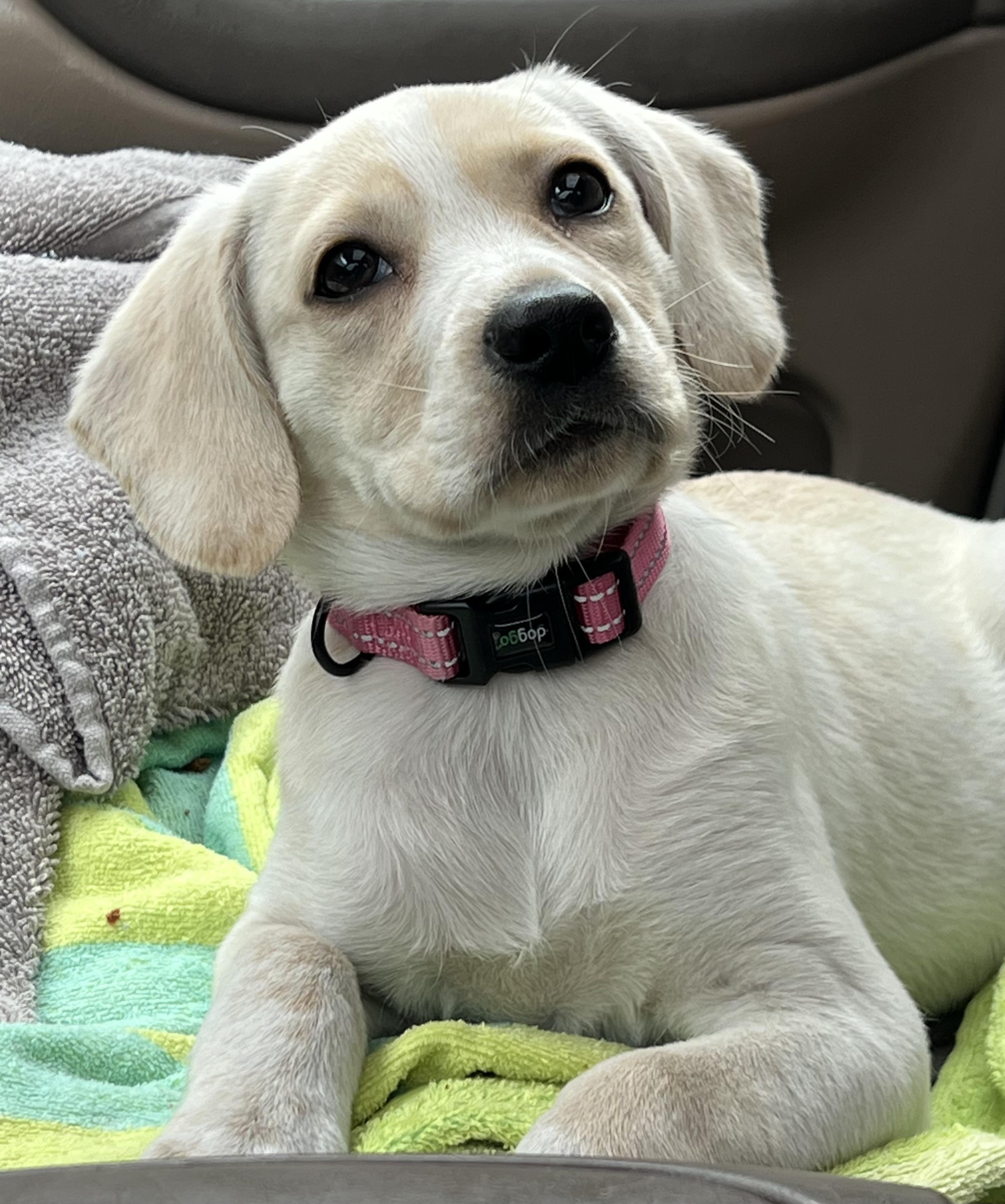 Enlarge Fry, an adoptable mixed breed in Mt Pleasant, SC image 2/6
