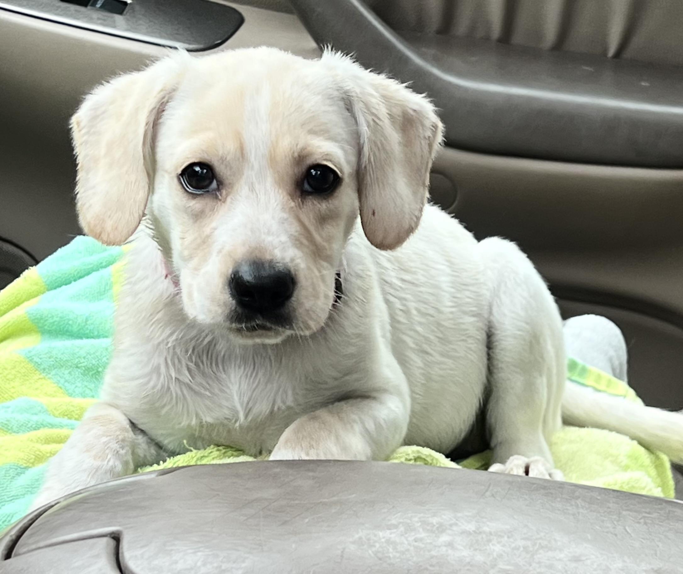 Enlarge Fry, an adoptable mixed breed in Mt Pleasant, SC image 4/6
