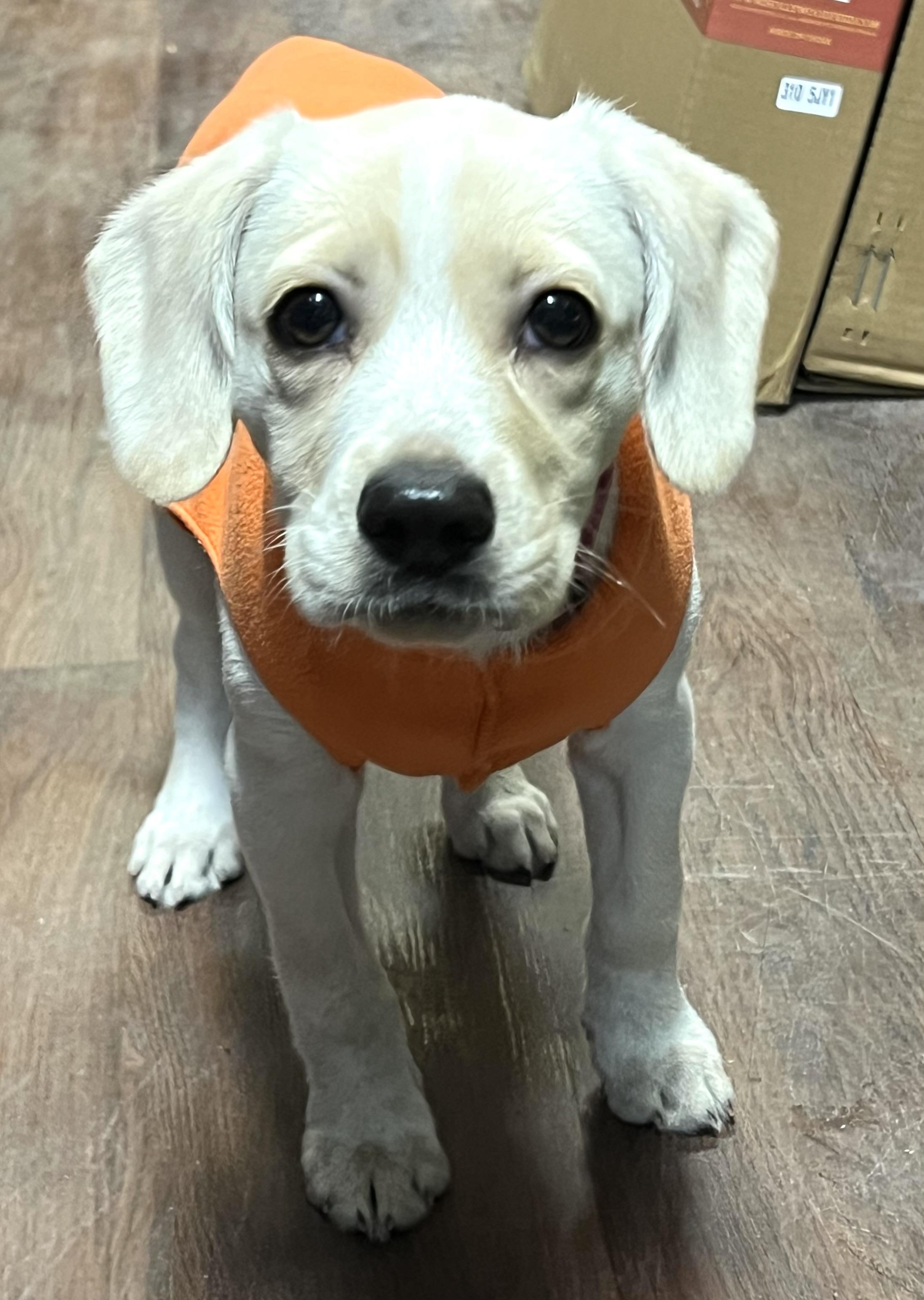 Enlarge Fry, an adoptable mixed breed in Mt Pleasant, SC image 6/6