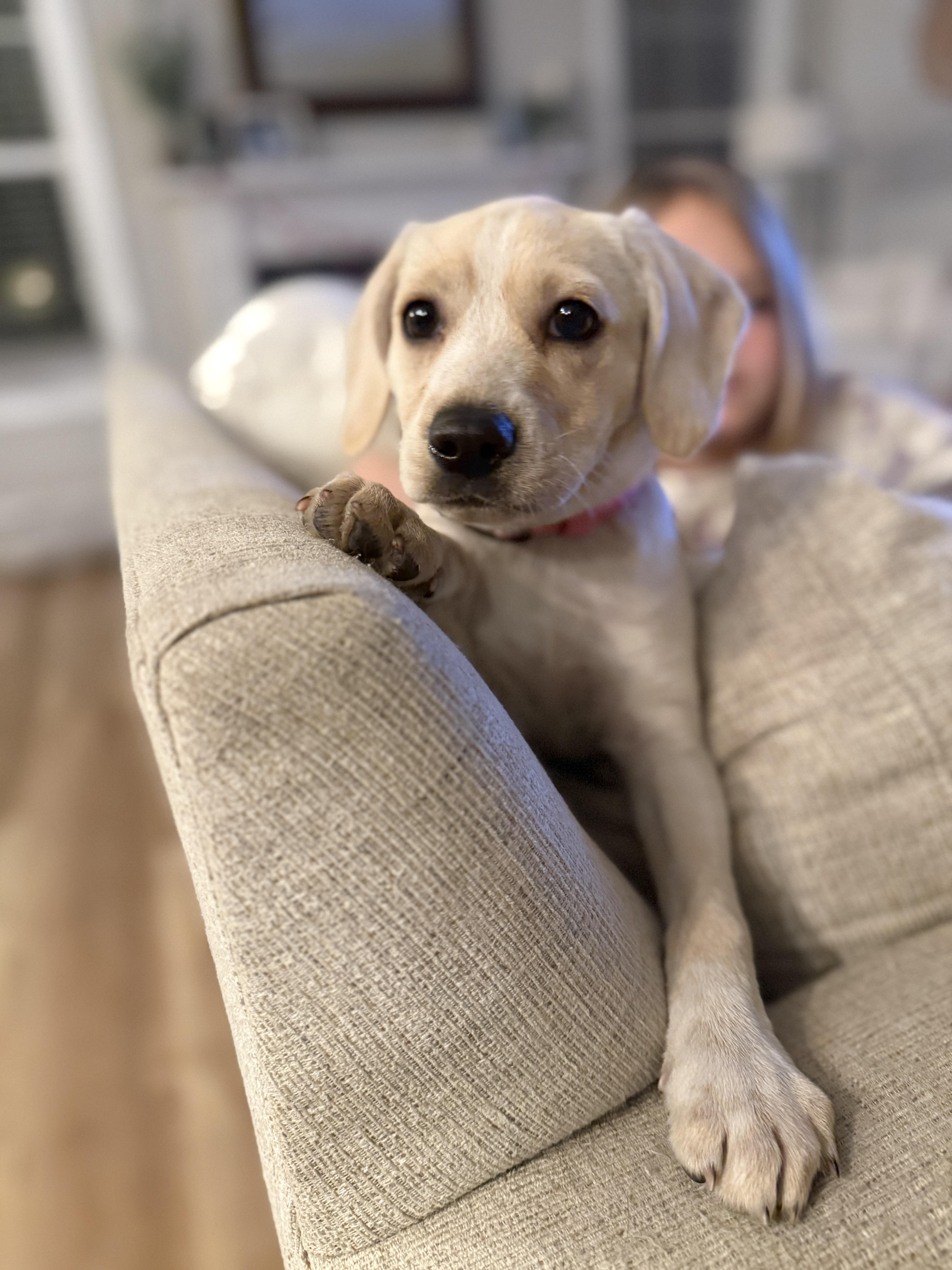 Enlarge Fry, an adoptable mixed breed in Mt Pleasant, SC image 3/6