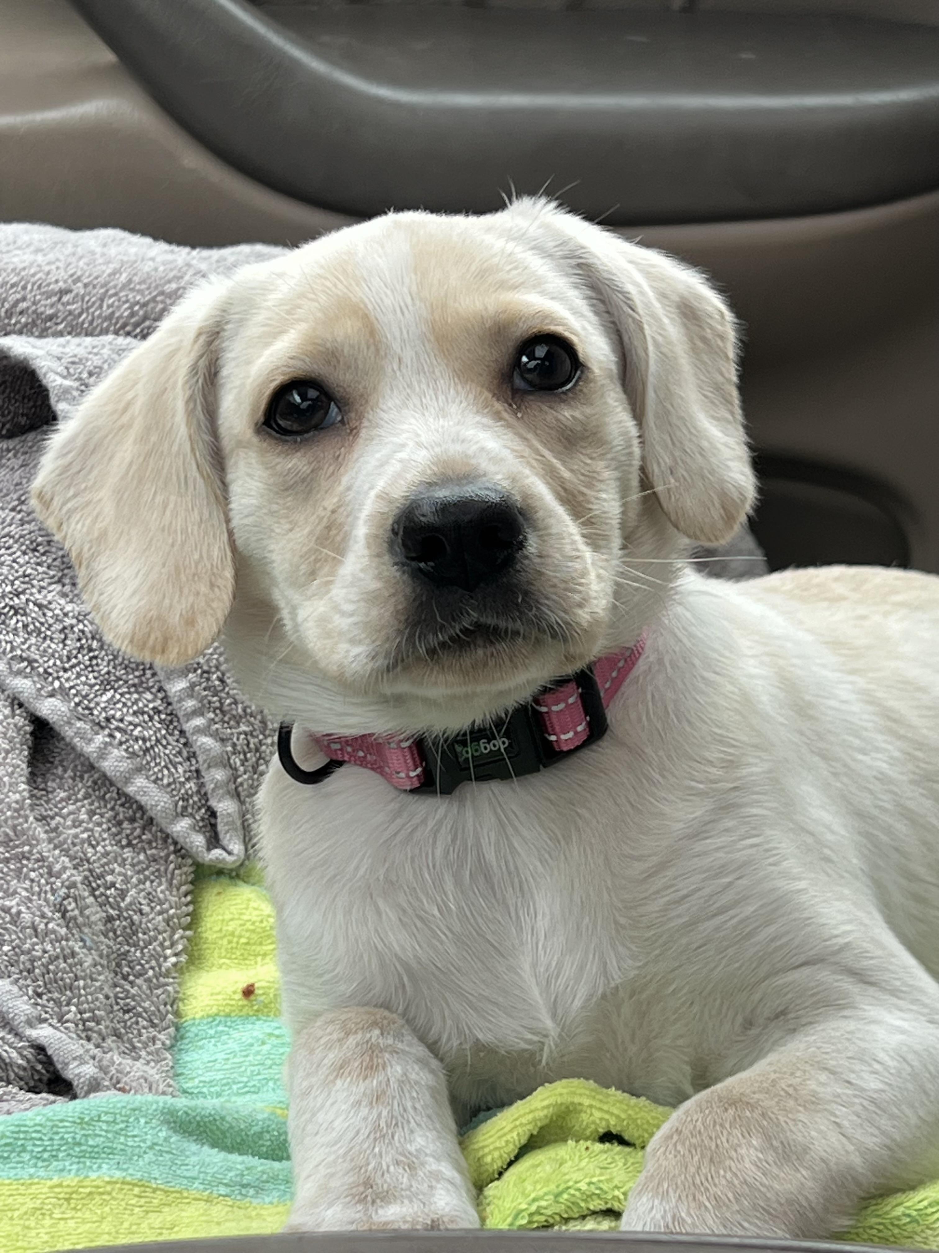 Enlarge Fry, an adoptable mixed breed in Mt Pleasant, SC image 5/6