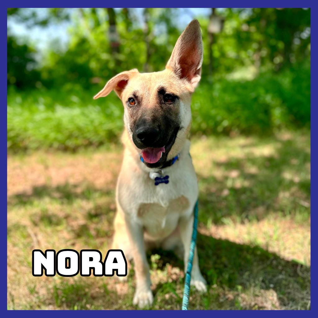 Nora, Adoptable, Young Female German Shepherd Dog.
