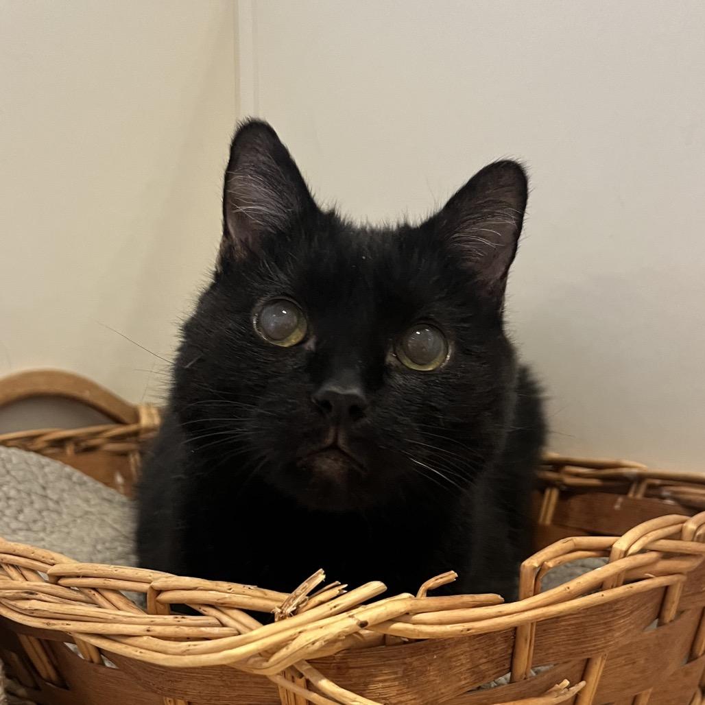 Enlarge Folly, a Adoptable Domestic Short Hair in Chicago, IL image 1/1