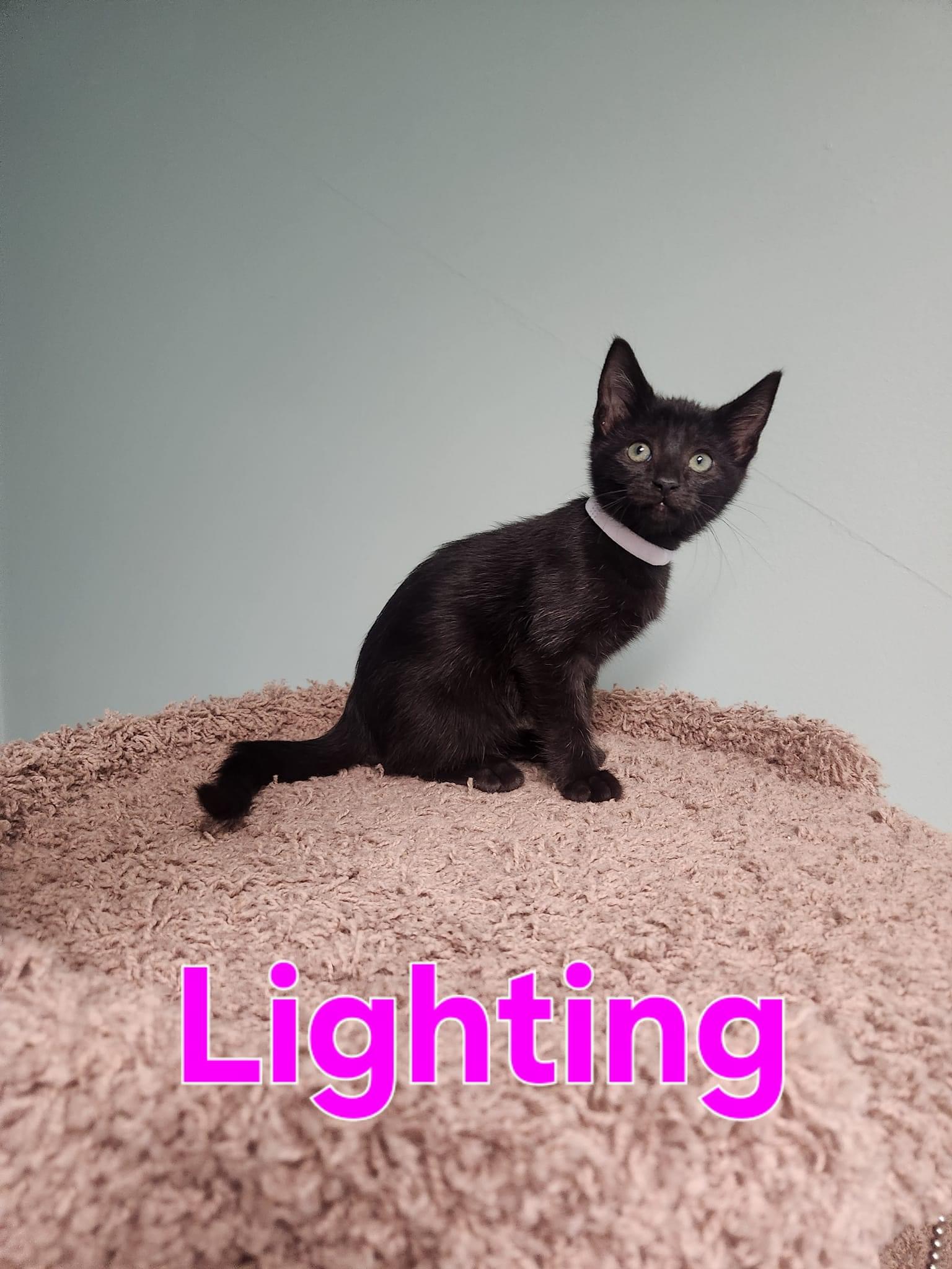 Cat for adoption Lightening, a Domestic Short Hair in Blaine, MN