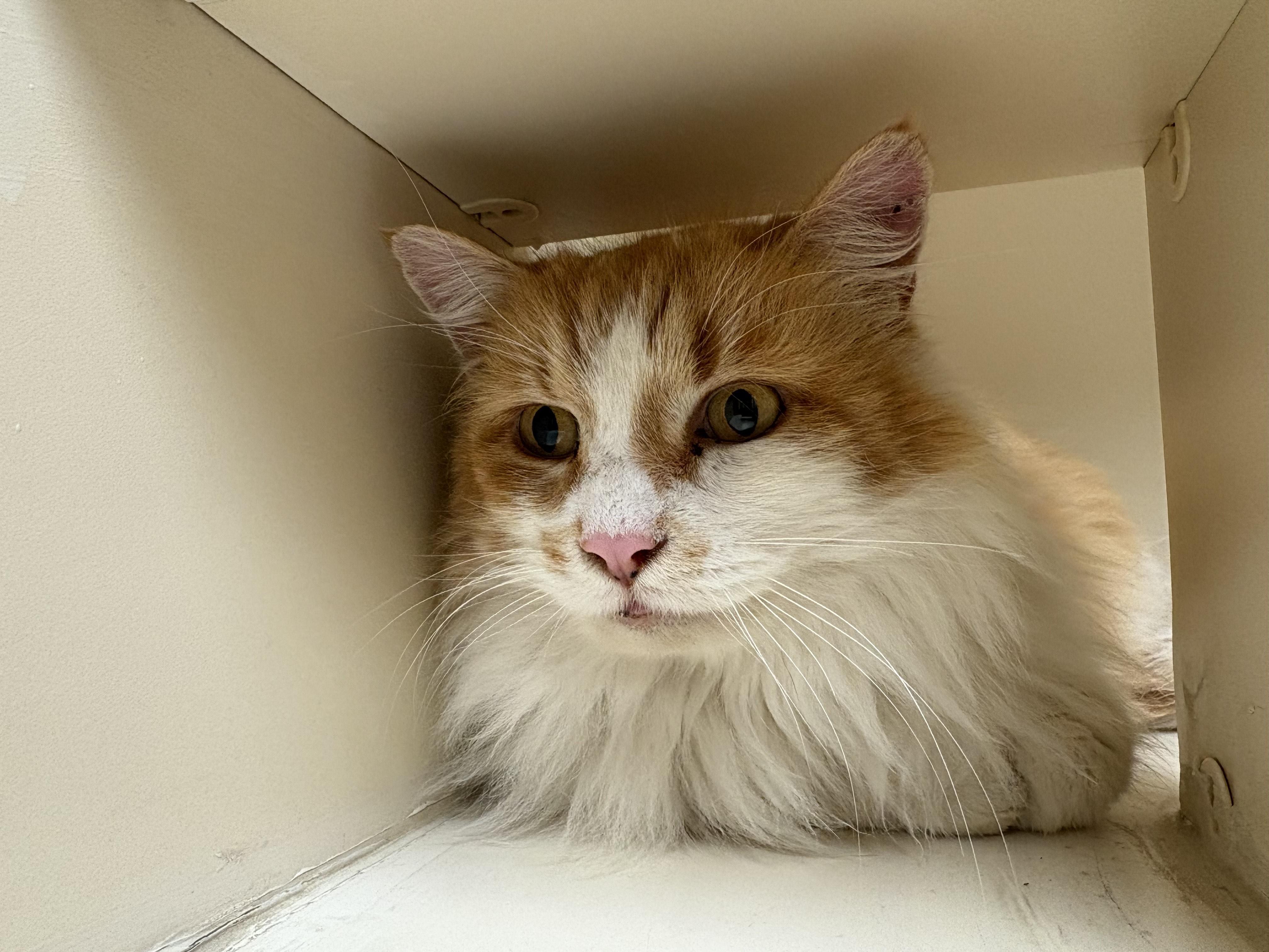 Stray Male Cat, an adopted Domestic Long Hair in Hays, KS image 4/5