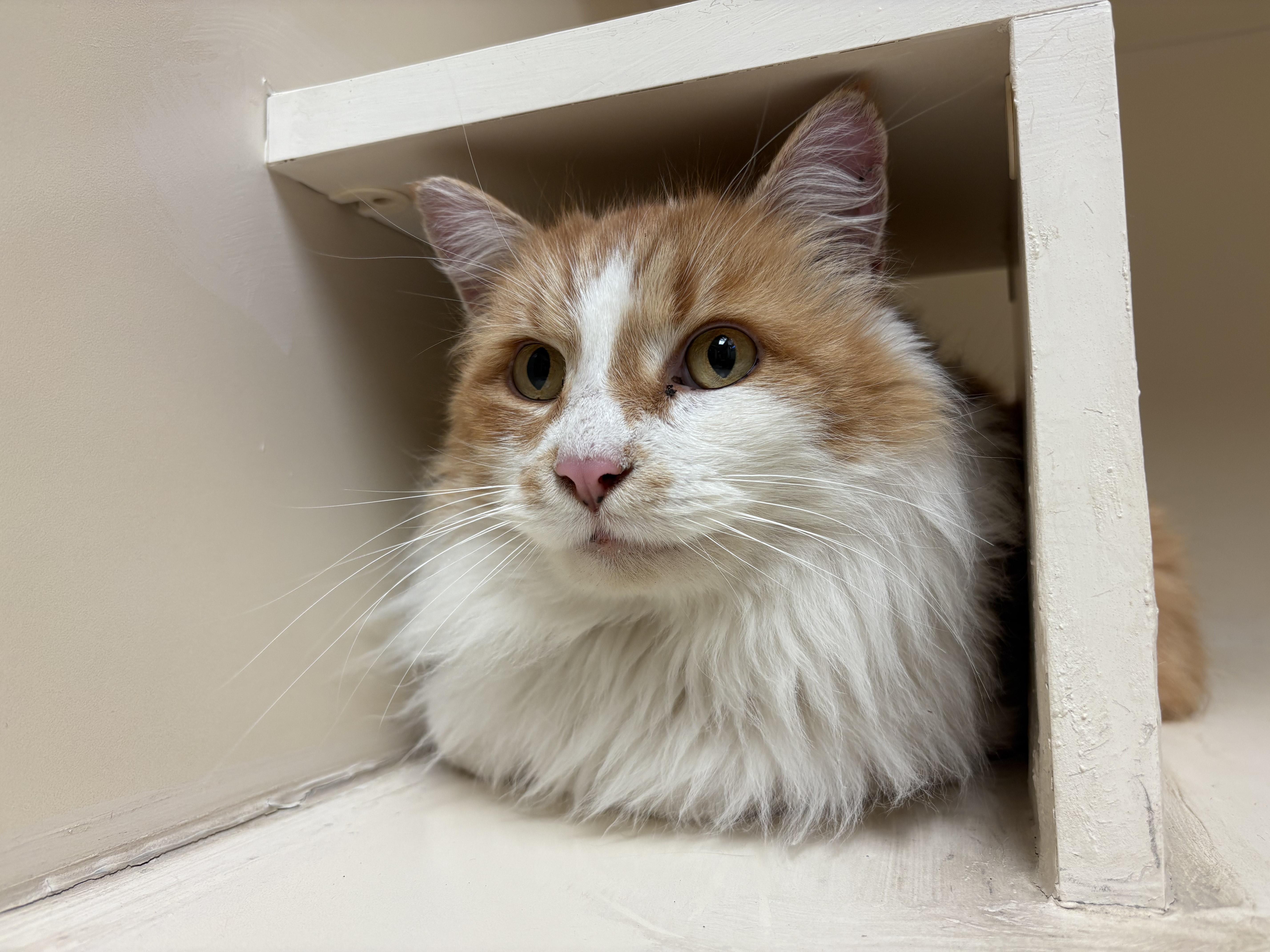 Stray Male Cat, an adopted Domestic Long Hair in Hays, KS image 5/5