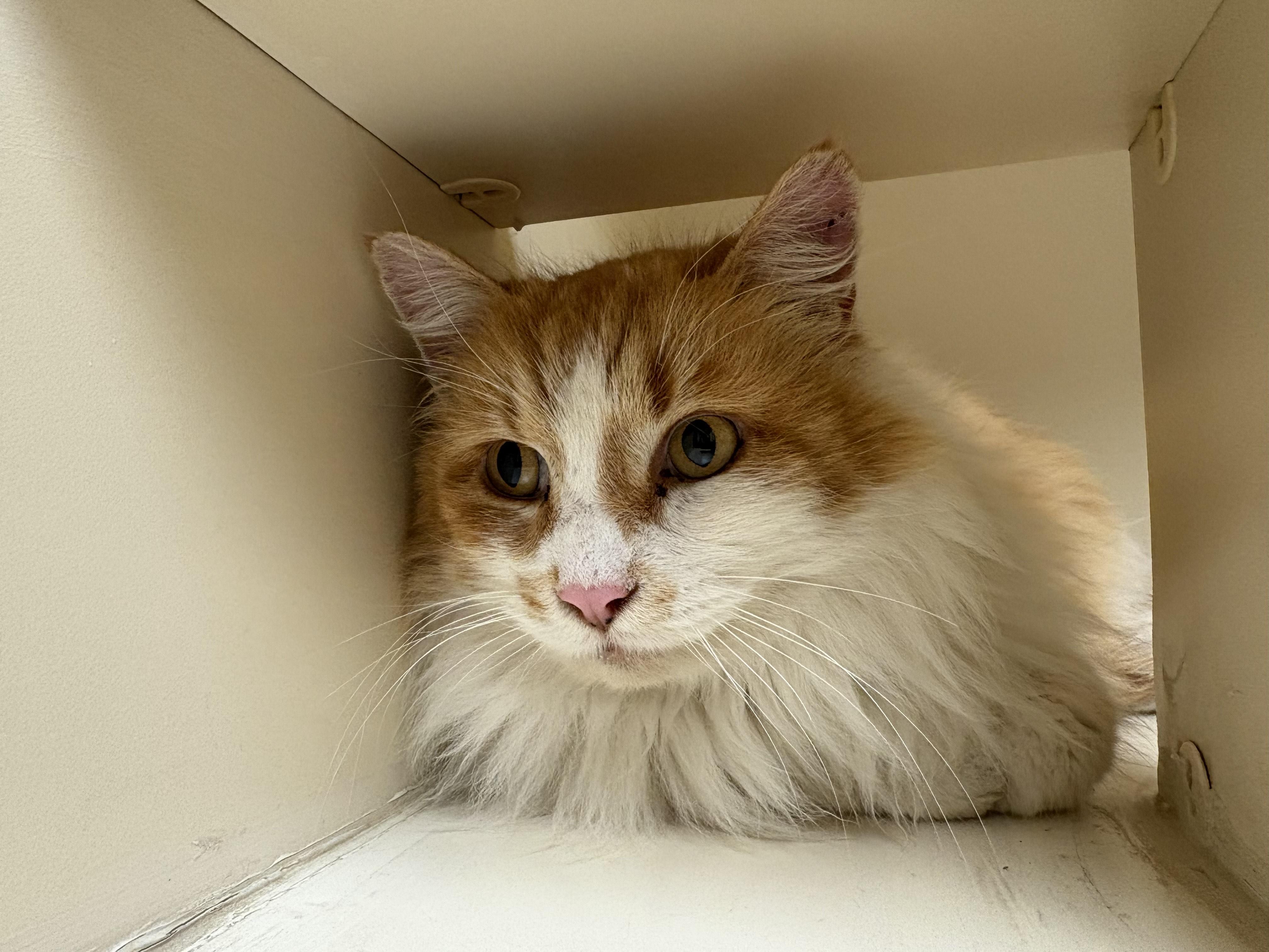 Stray Male Cat, an adopted Domestic Long Hair in Hays, KS image 1/5