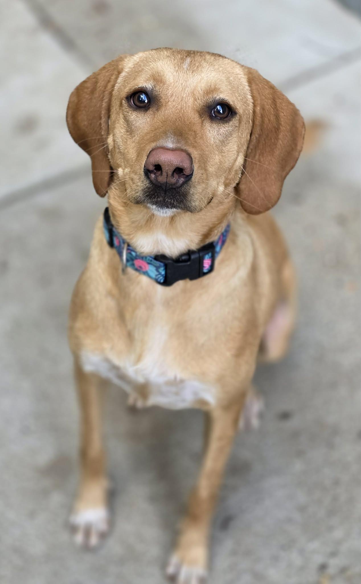 Carmella photo