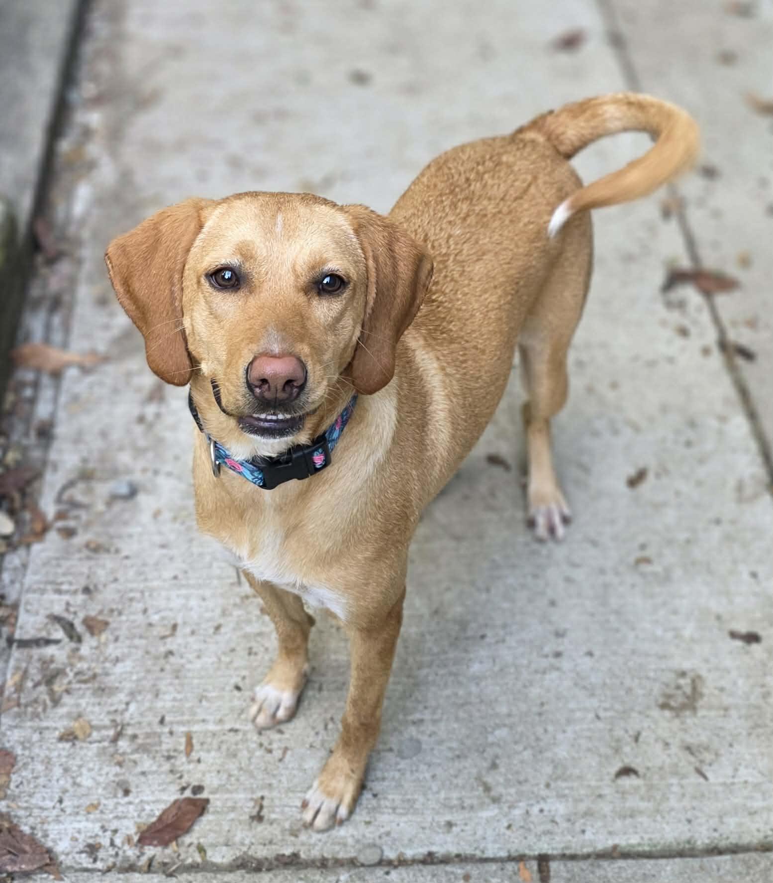 Enlarge Carmella, a Adoptable mixed breed in Woodsfield, OH image 2/3