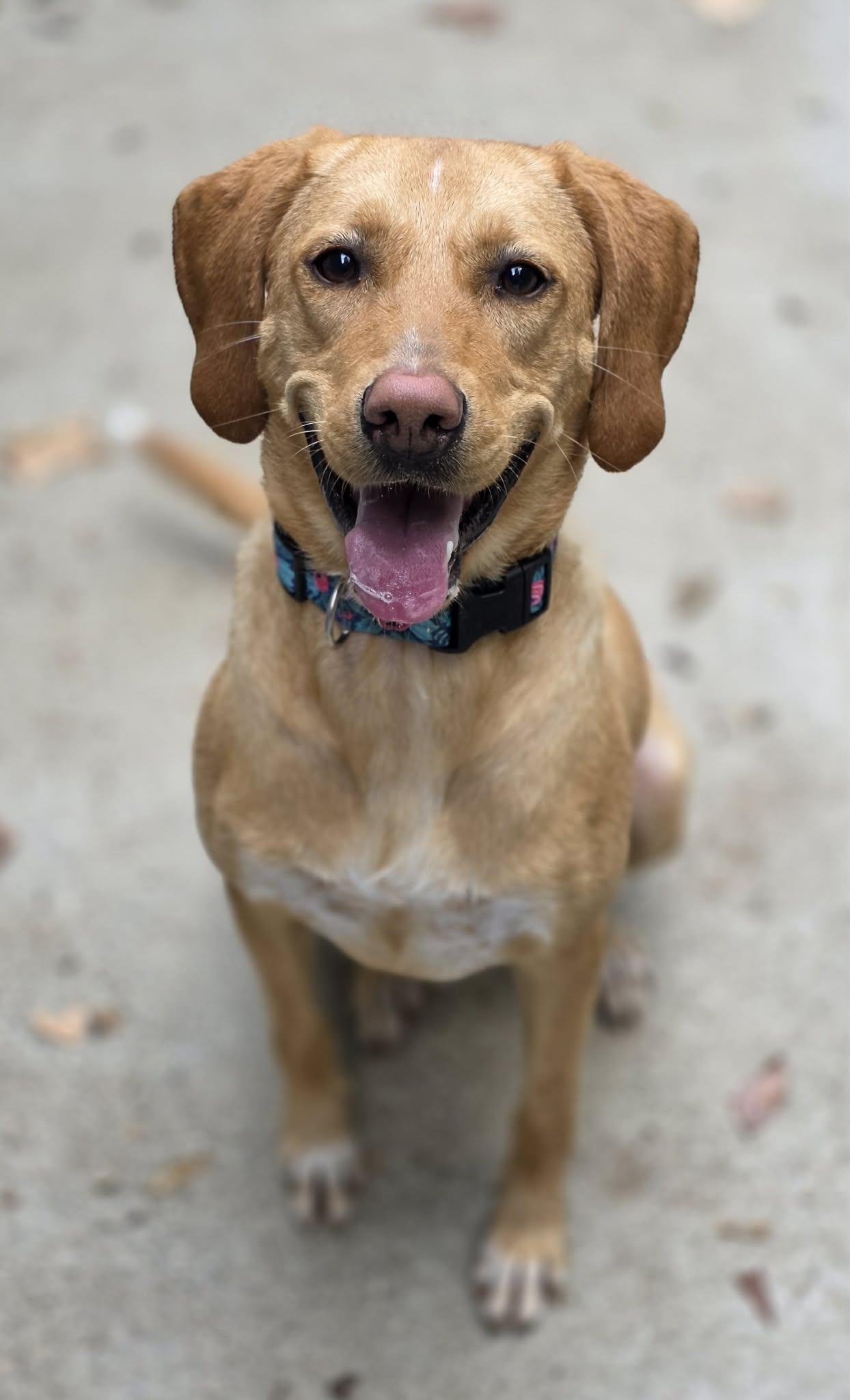 Enlarge Carmella, a Adoptable mixed breed in Woodsfield, OH image 3/3