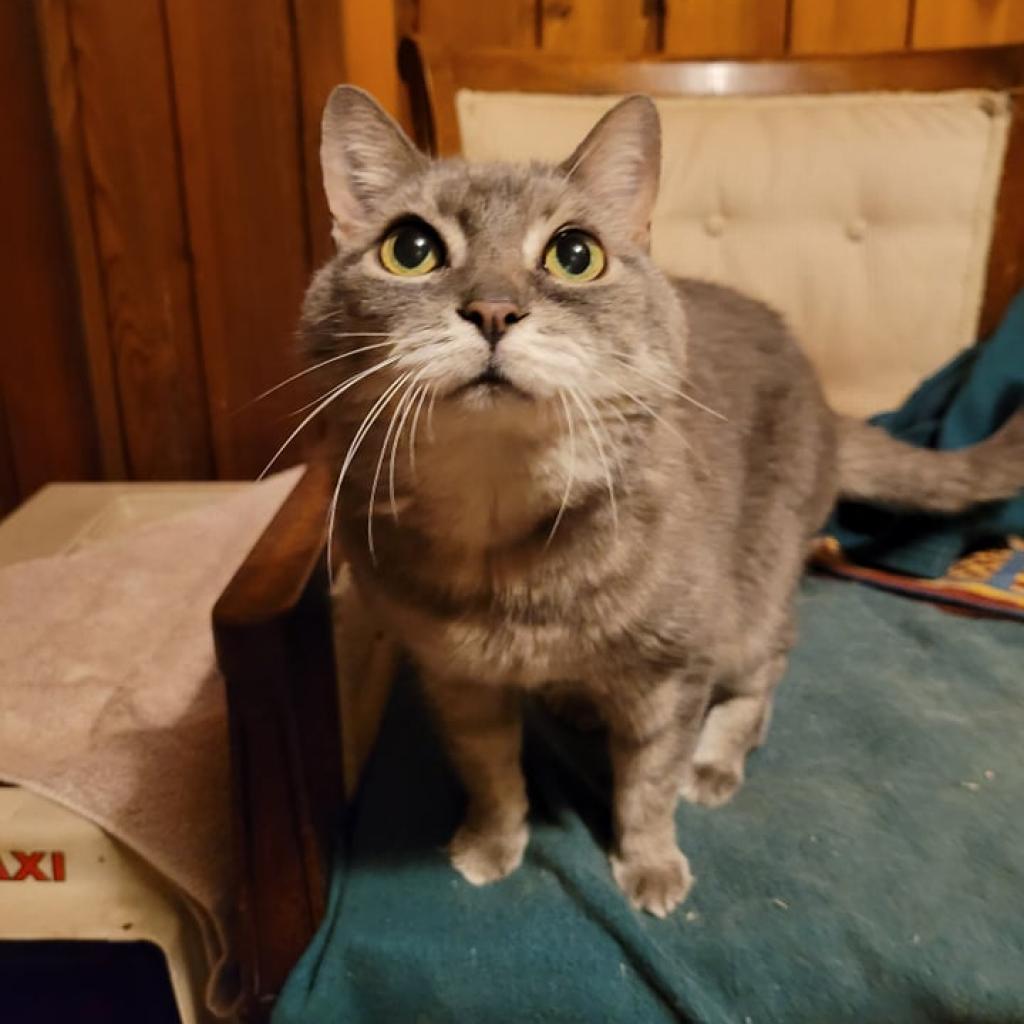 Enlarge Emily Rose, a Adoptable Domestic Short Hair in Liberty, IN image 1/1