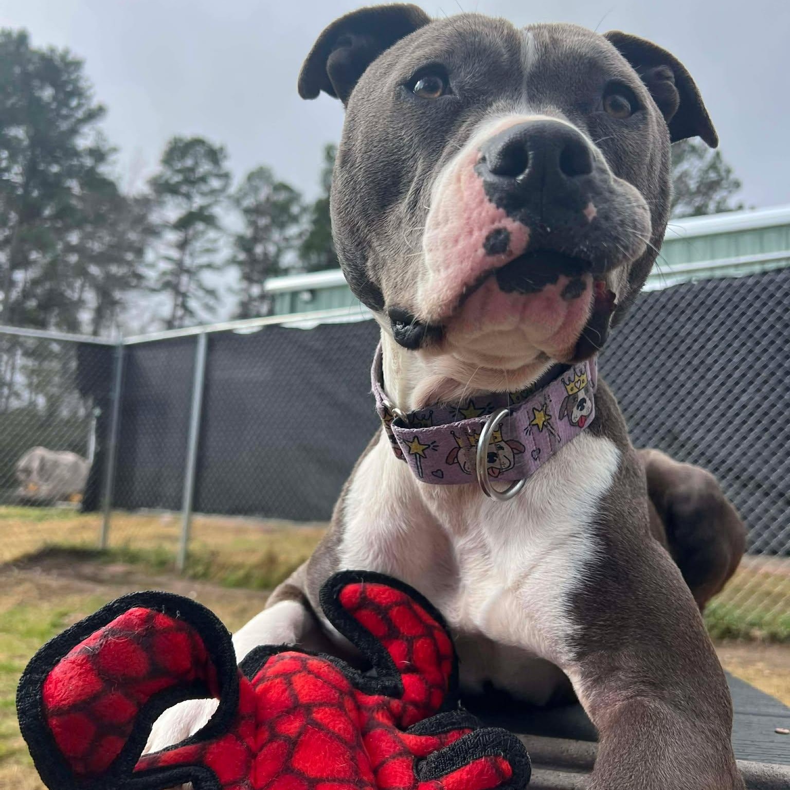 Enlarge Selma, a Adoptable Pit Bull Terrier in South Bend, IN image 1/6