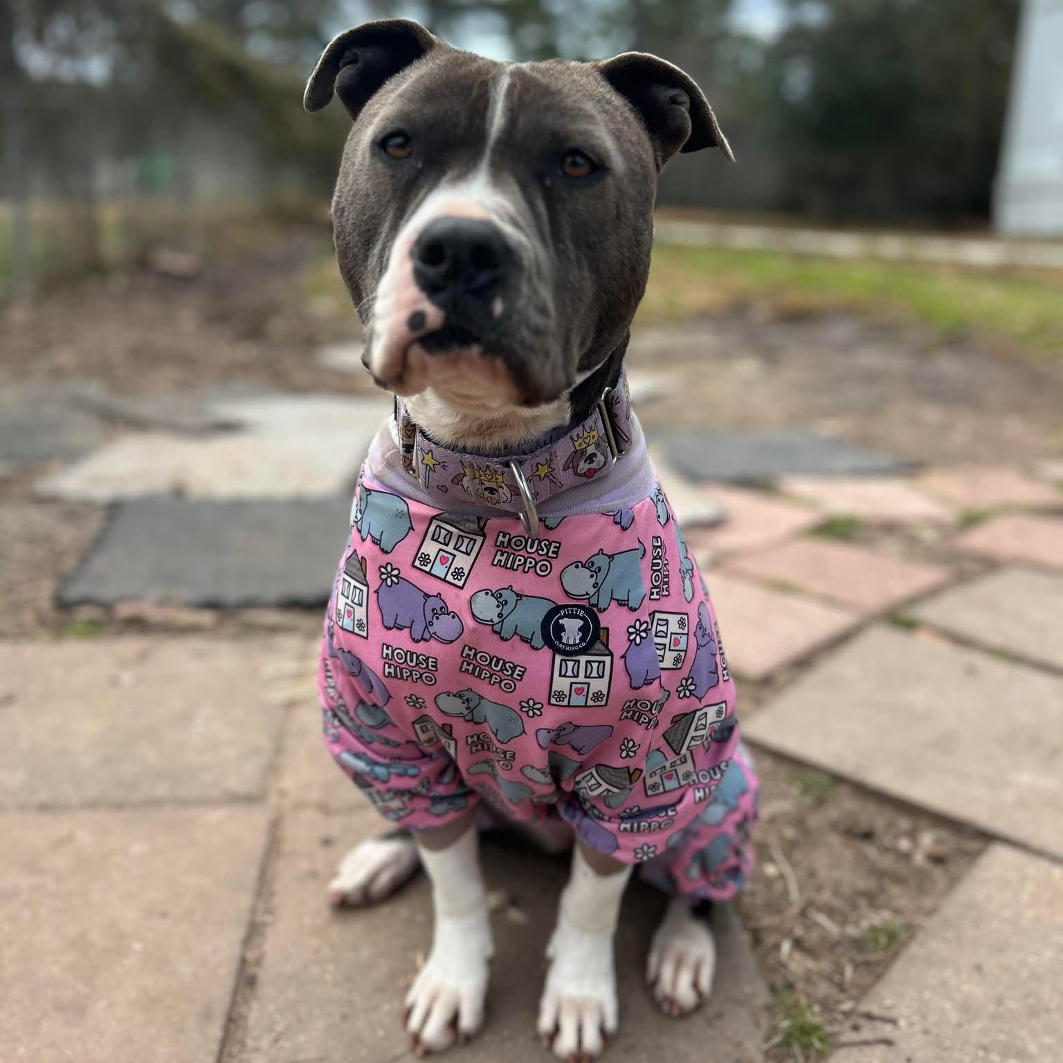 Enlarge Selma, a Adoptable Pit Bull Terrier in South Bend, IN image 2/6