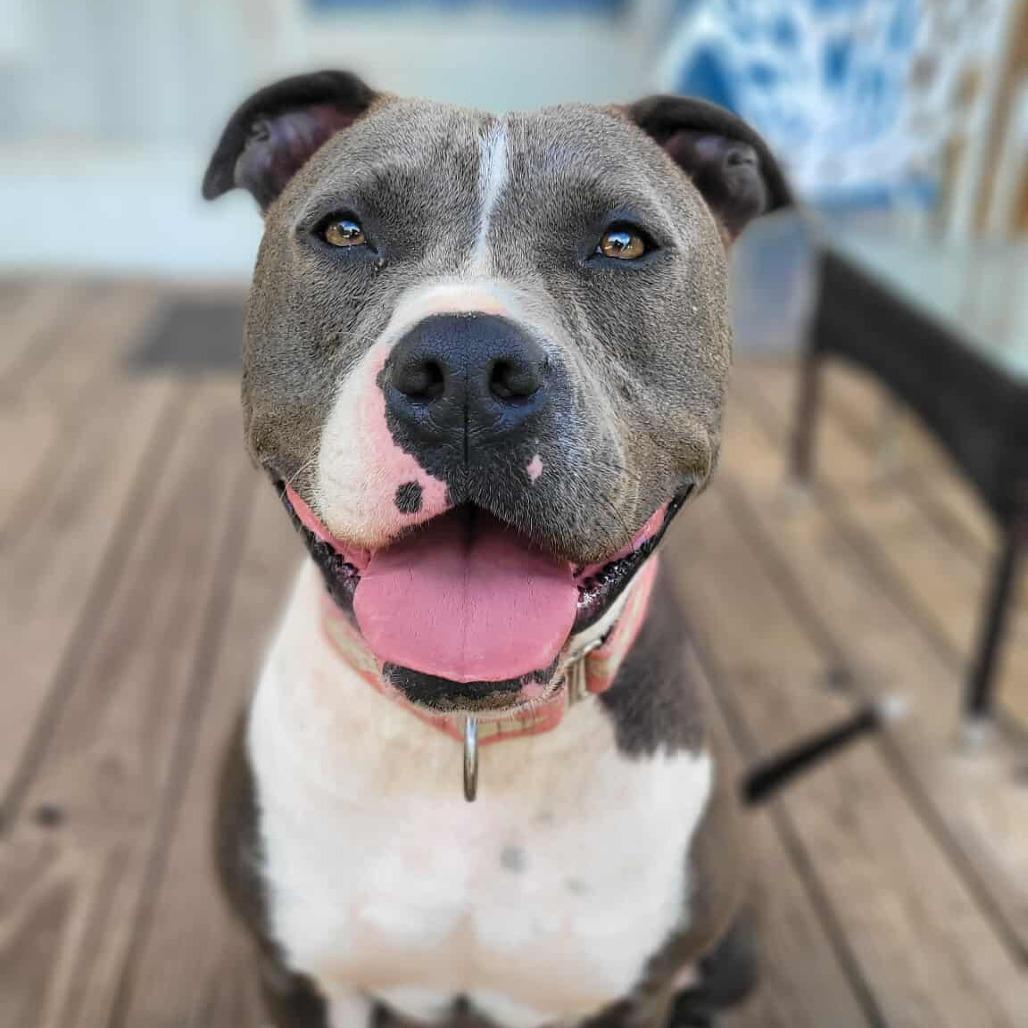 Enlarge Selma, a Adoptable Pit Bull Terrier in South Bend, IN image 1/6