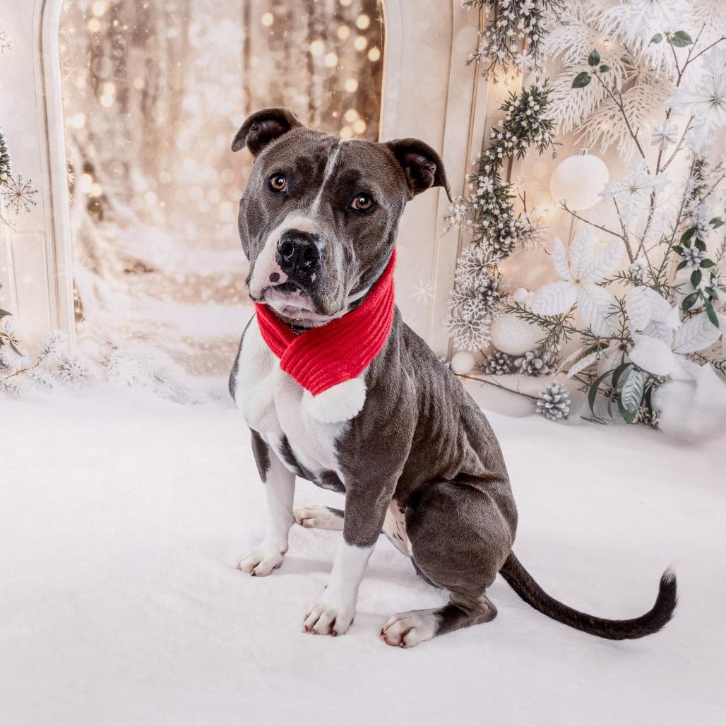 Enlarge Selma, a Adoptable Pit Bull Terrier in South Bend, IN image 2/6