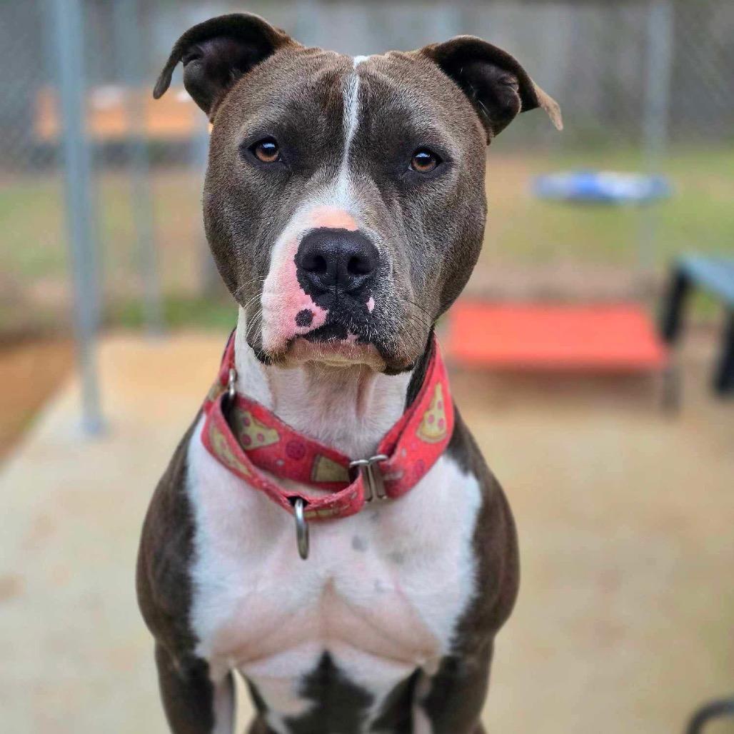 Enlarge Selma, a Adoptable Pit Bull Terrier in South Bend, IN image 3/6