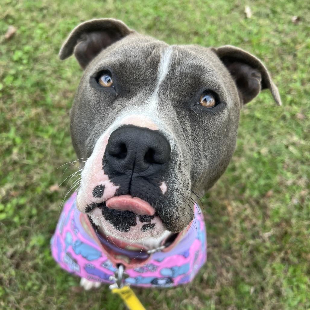 Enlarge Selma, a Adoptable Pit Bull Terrier in South Bend, IN image 4/6