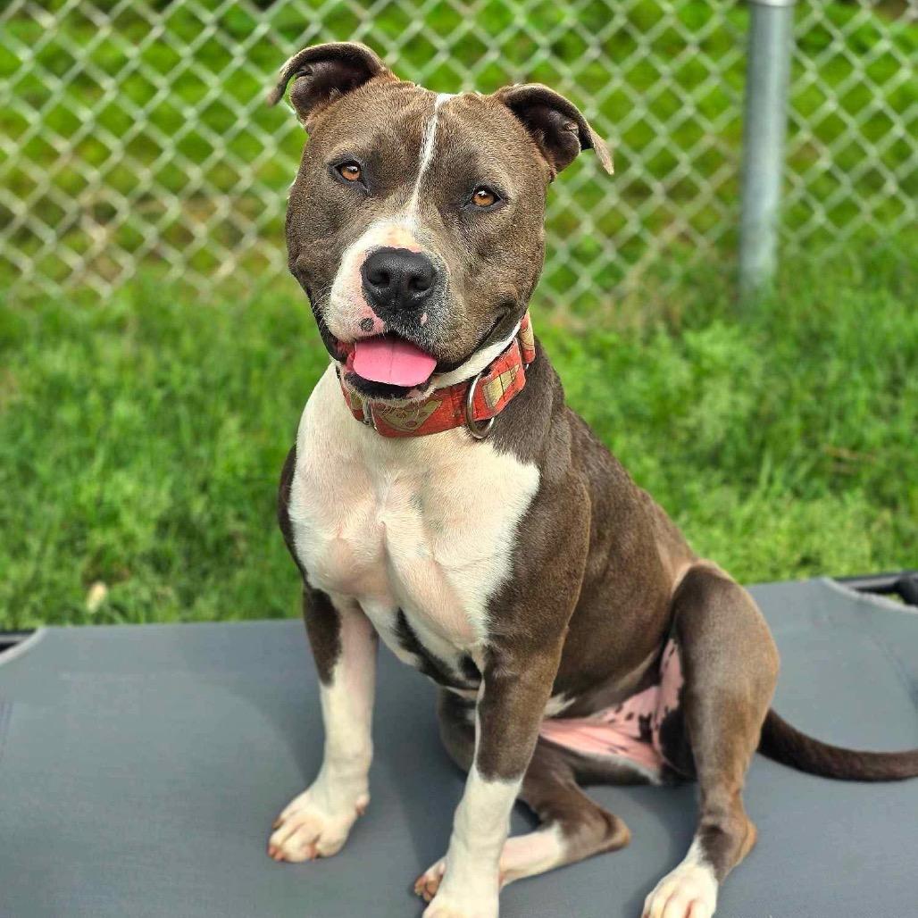 Enlarge Selma, a Adoptable Pit Bull Terrier in South Bend, IN image 5/6