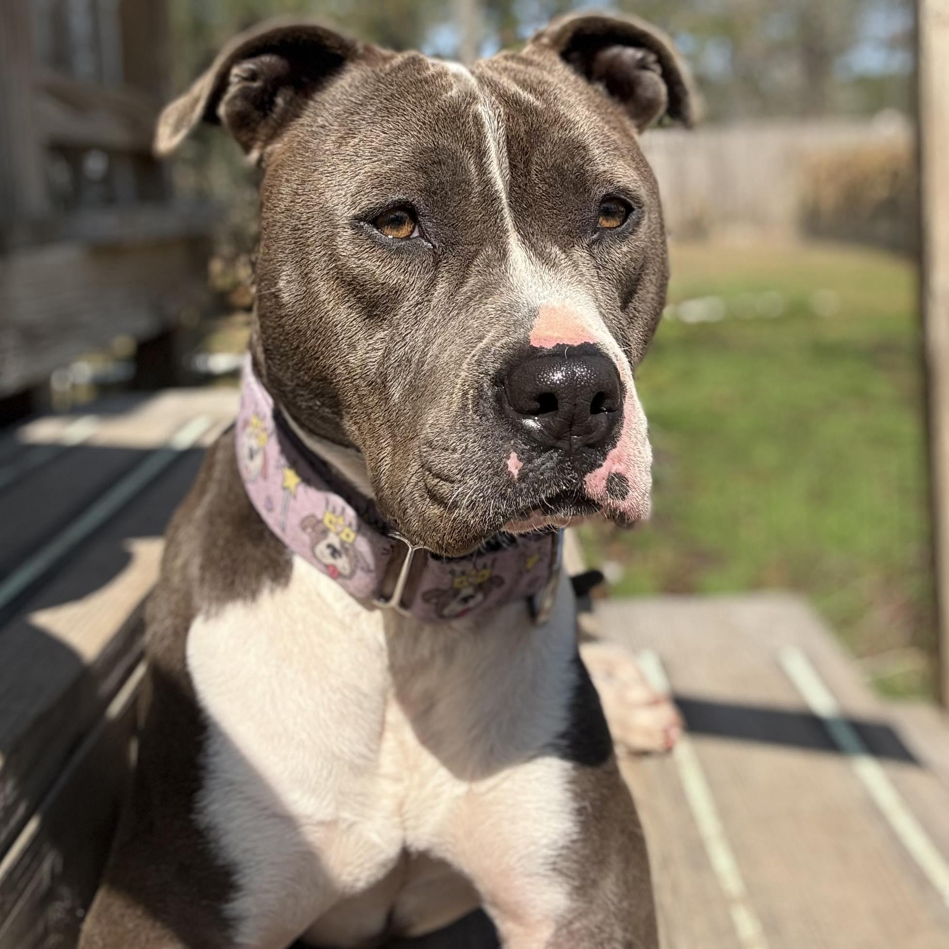 Enlarge Selma, a Adoptable Pit Bull Terrier in South Bend, IN image 3/6