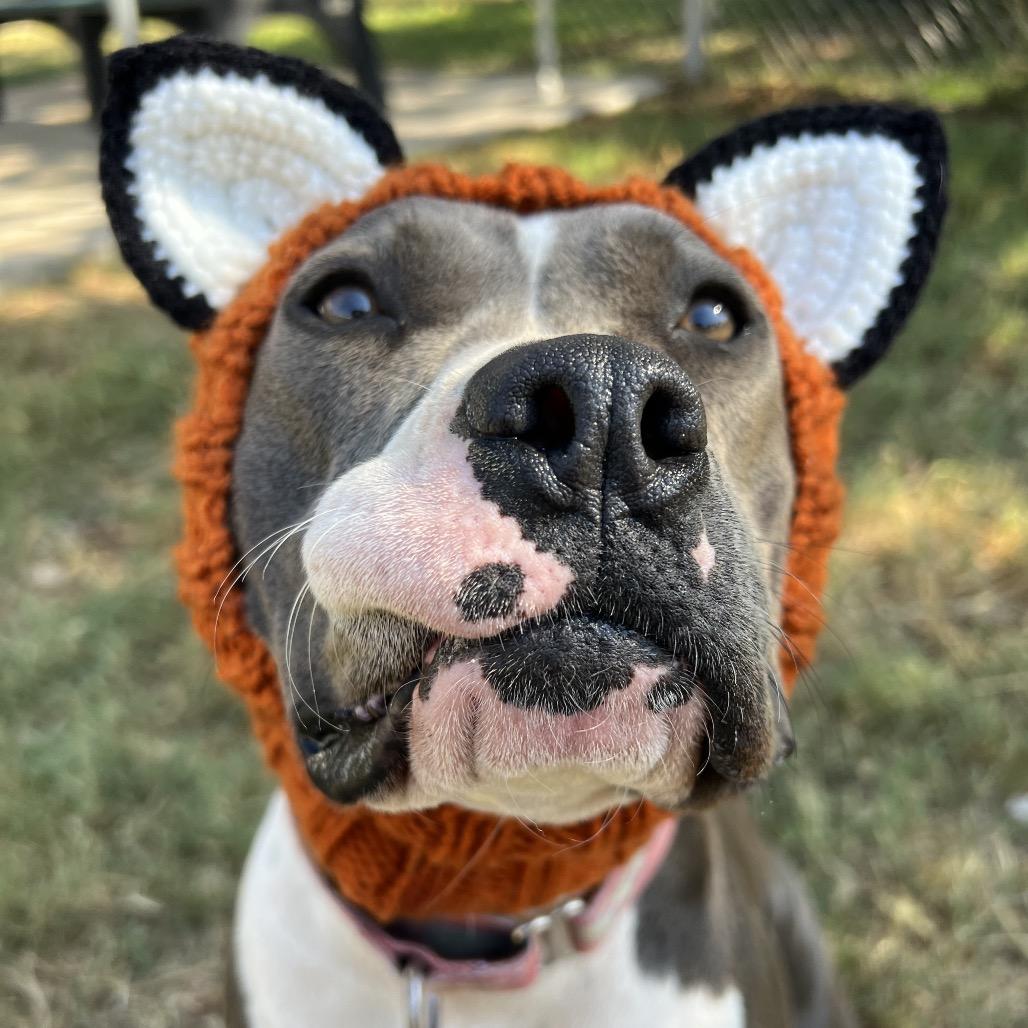 Enlarge Selma, a Adoptable Pit Bull Terrier in South Bend, IN image 6/6
